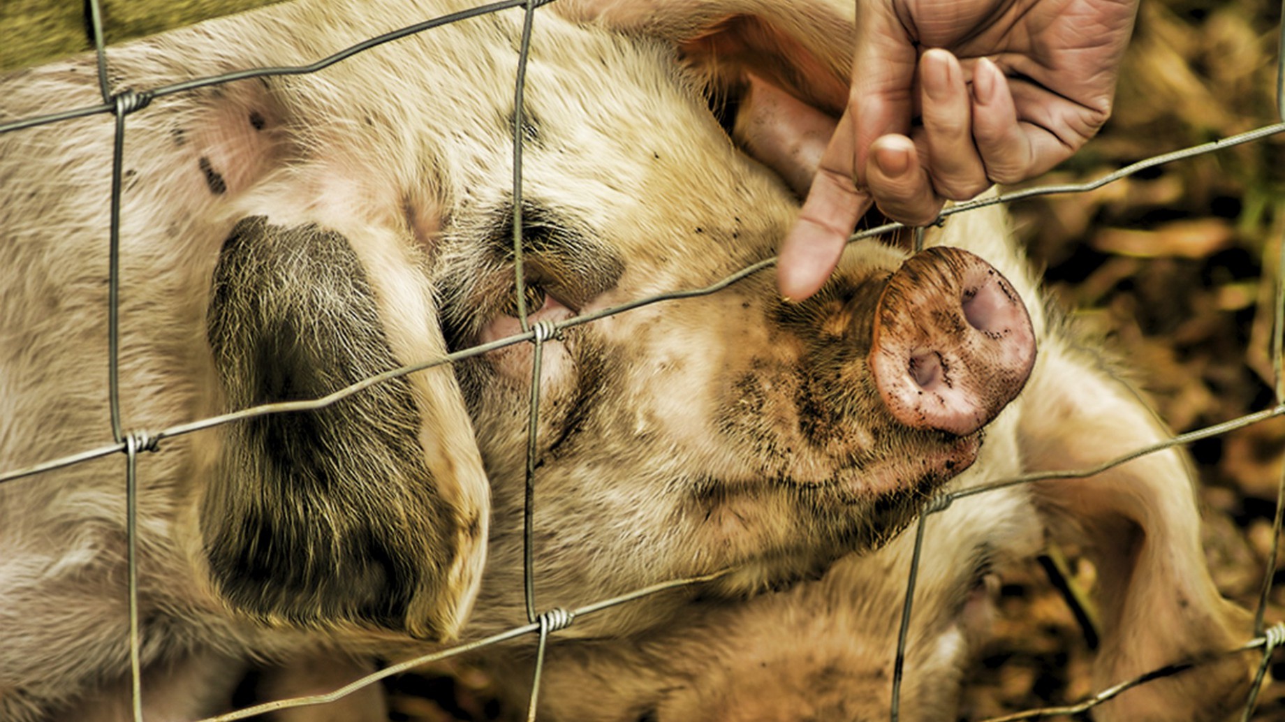 A pesar de las críticas, el Gobierno avanza en el acuerdo con China para criar cerdos