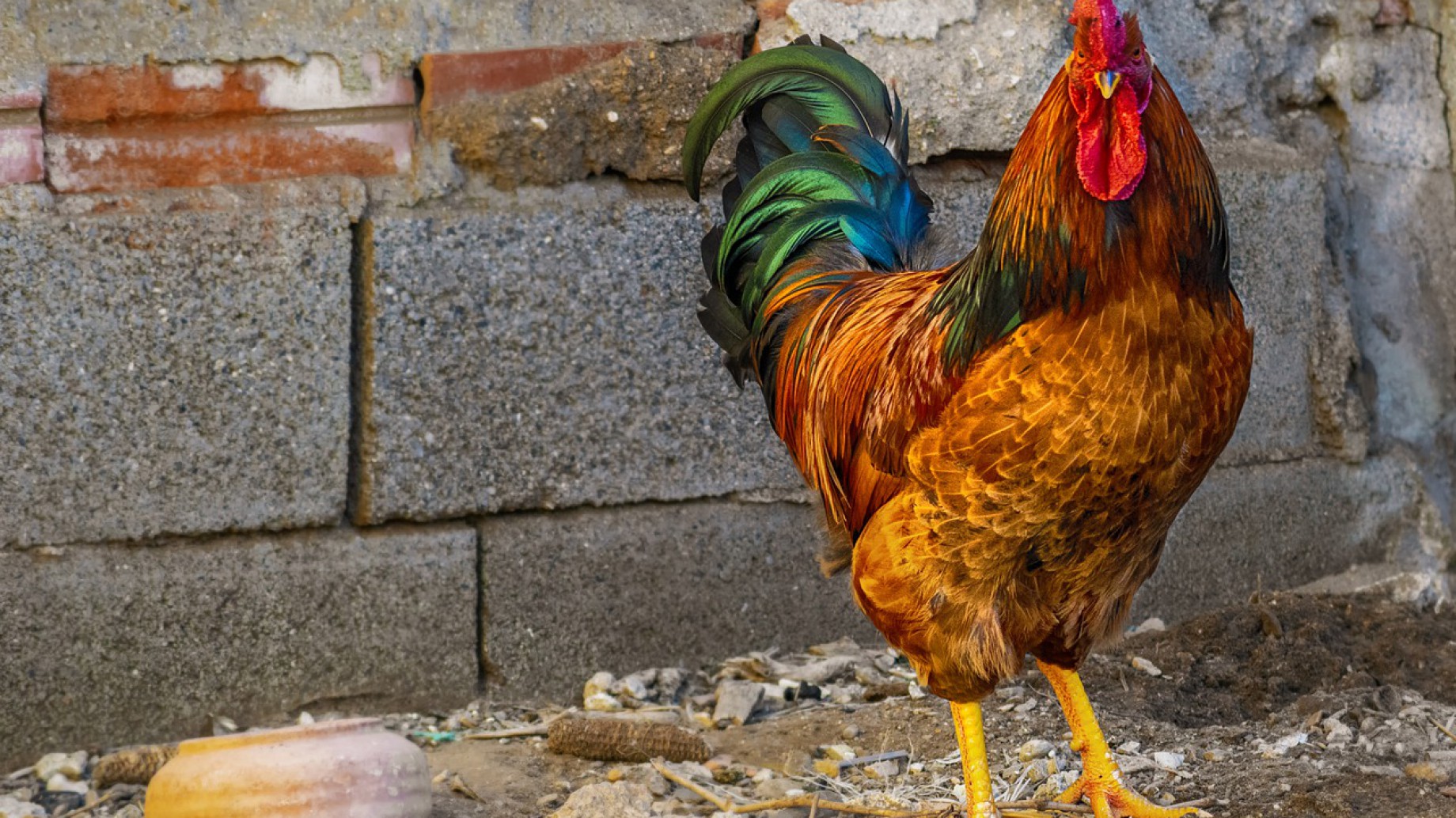 Más de 70.000 personas piden justicia por Marcel, un gallo asesinado en un pueblo de Francia