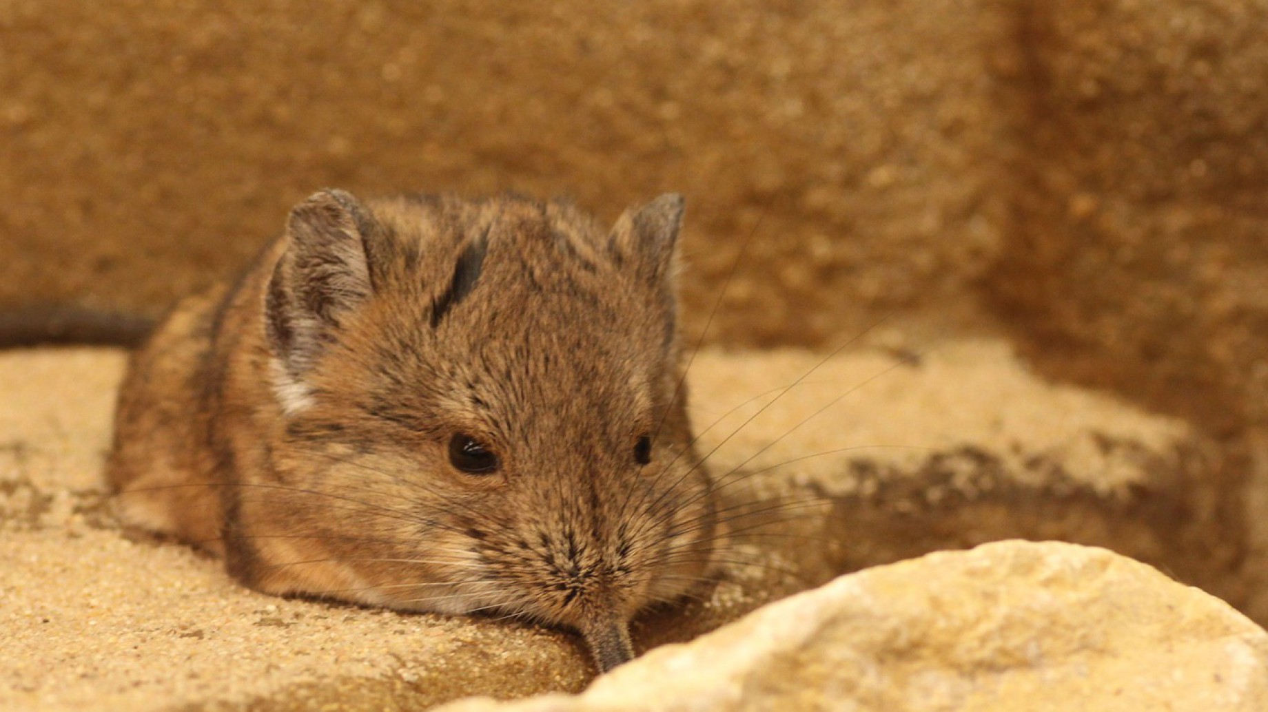 Reapareció una musaraña que llevaba décadas en la lista de "los más buscados"