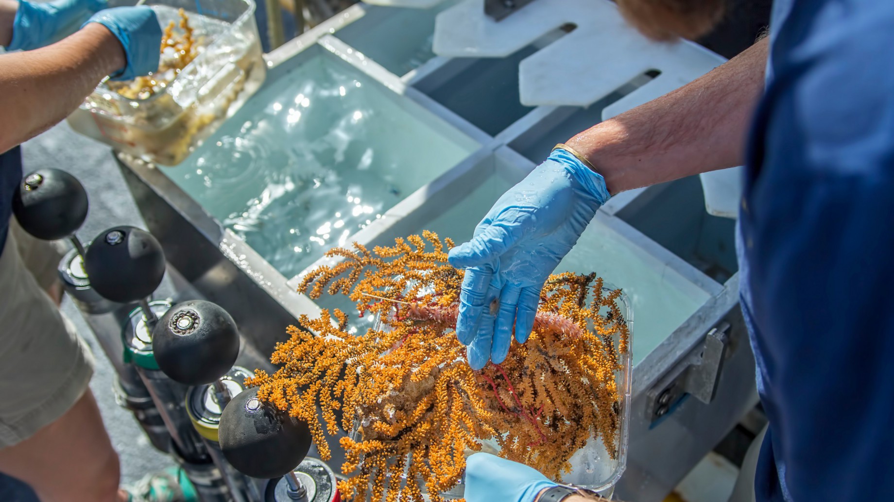 Galápagos: descubrieron 30 nuevas especies de invertebrados
