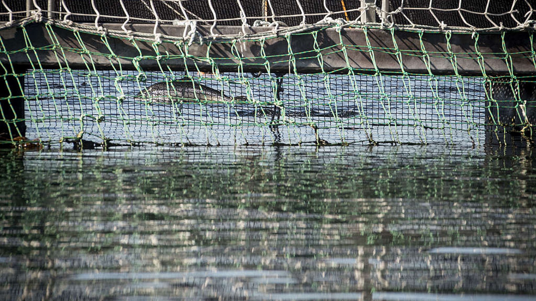Chile: millonaria multa a una salmonera noruega por una fuga masiva de peces