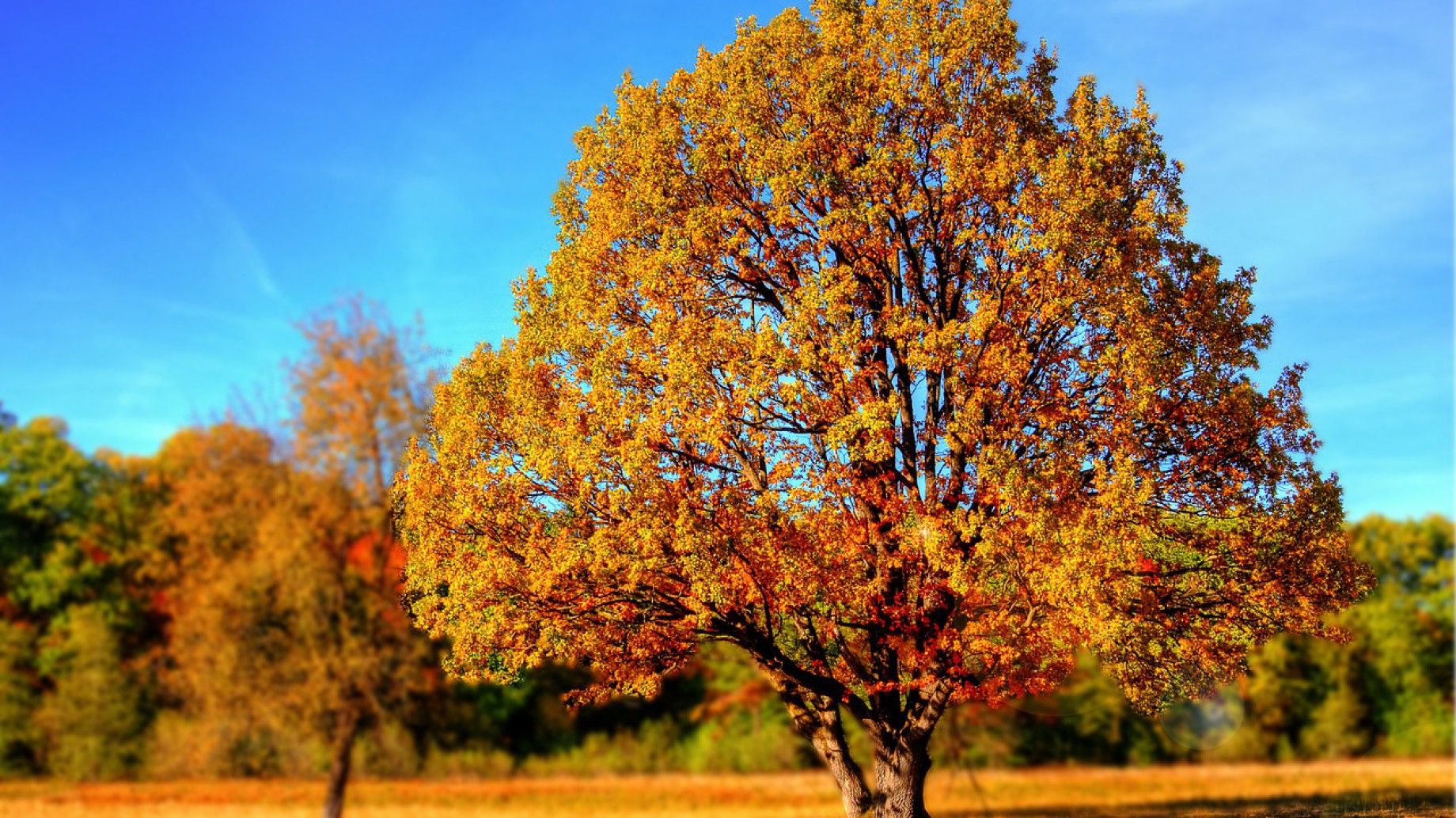 Día del árbol: el mejor homenaje es plantar cada vez más