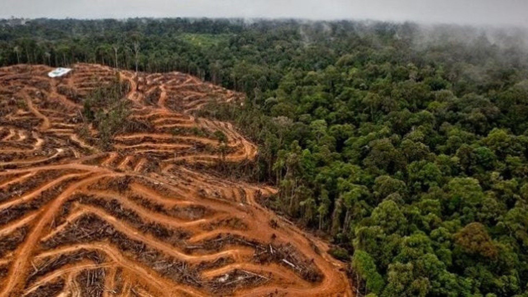 Brasil deforestó el 10% de su territorio en menos de 35 años