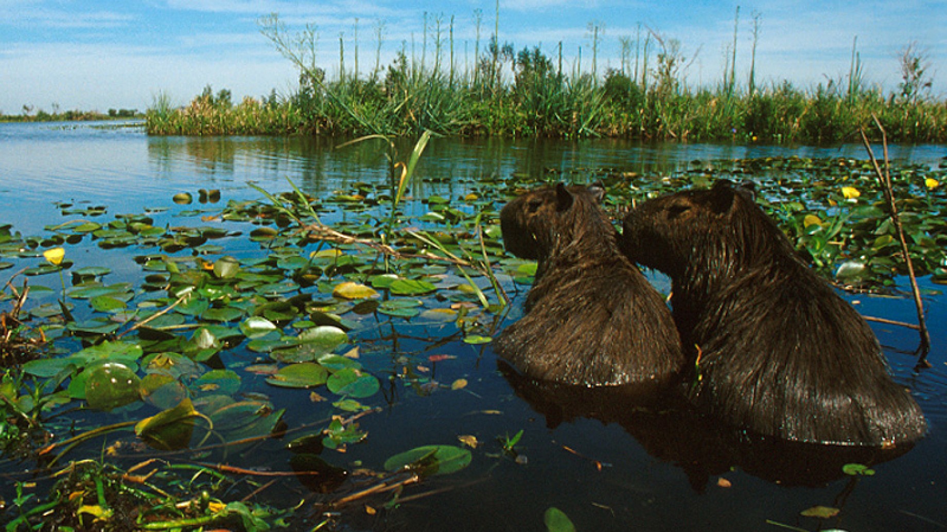 ¿Qué son los humedales y por qué es importante que una ley los proteja?