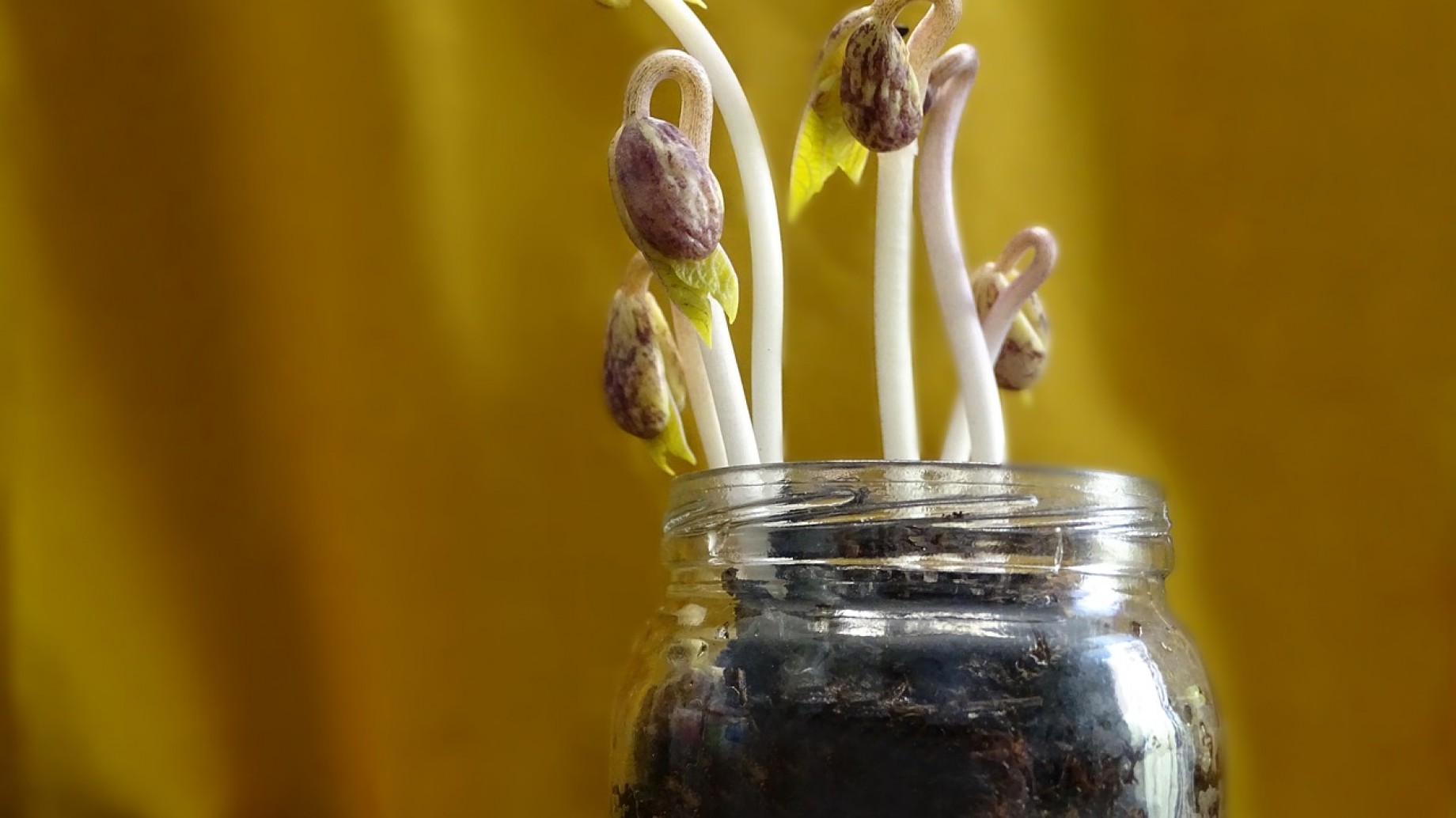 ¿Superaremos la germinación del poroto?