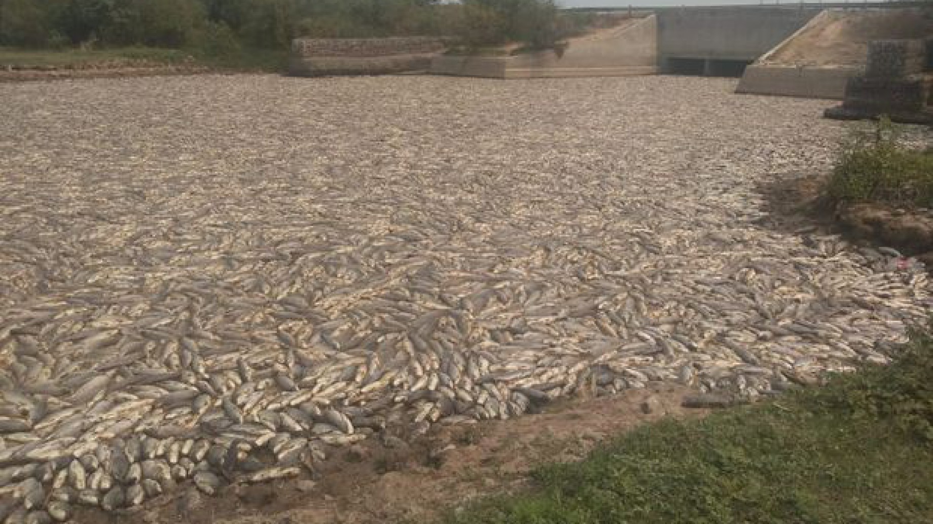 Formosa: murieron miles de peces en el segundo humedal más grande de Argentina