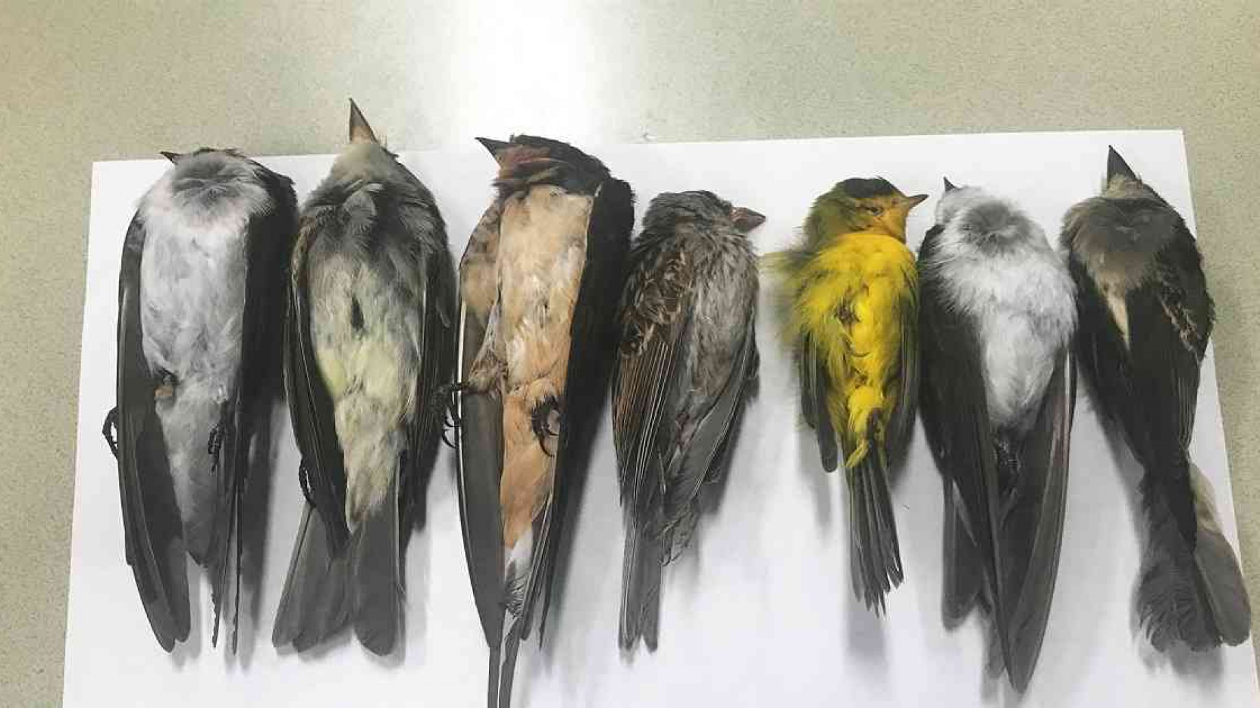 Nuevo México: miles de aves migratorias mueren misteriosamente