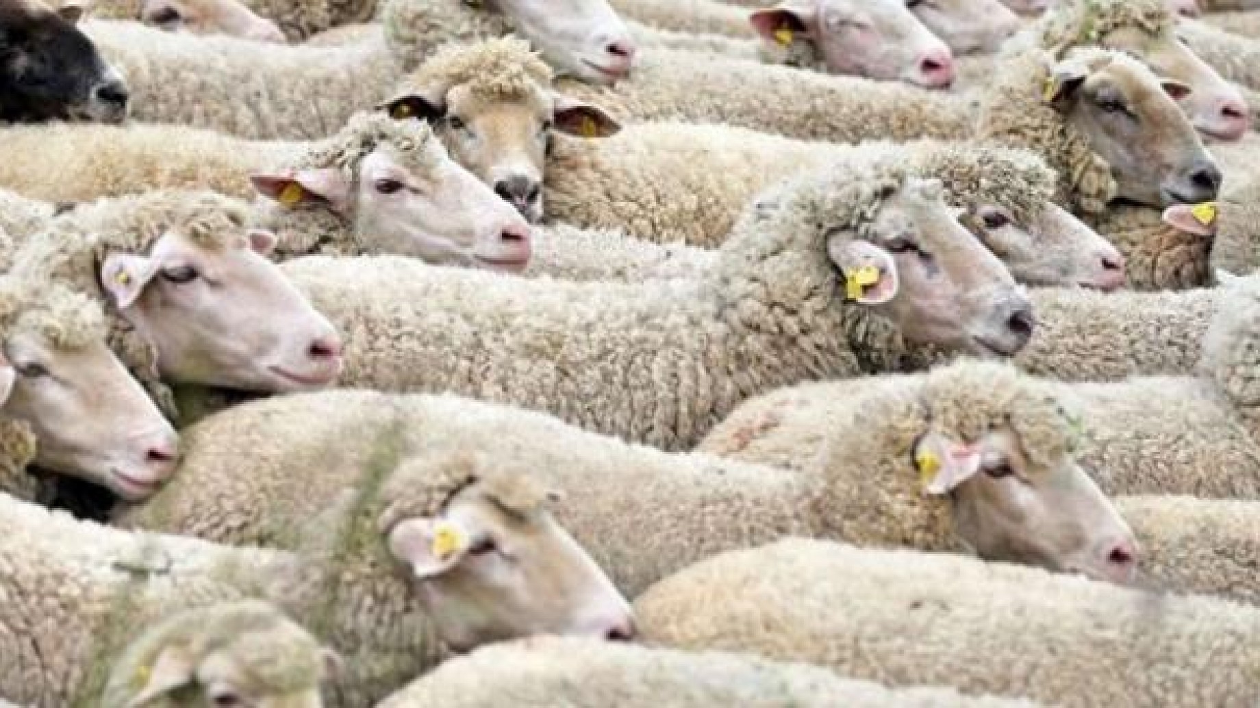 Unas 7000 ovejas quedaron atrapadas en la nieve y tuvieron que ser evacuadas