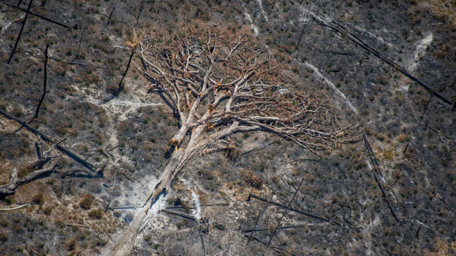 Cambio climático: ¿podría el Amazonas dejar de ser selva para convertirse en sabana?