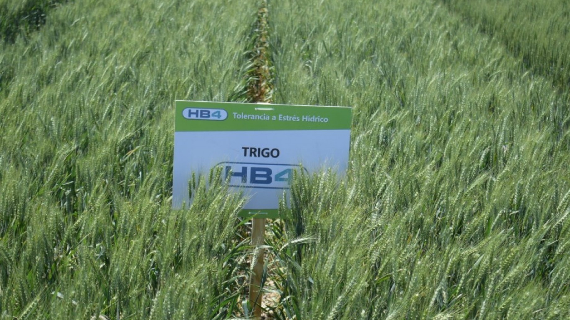 Aprobaron el trigo transgénico HB4: "Va a incrementar la conflictividad social, la merma en la salud y el deterioro ambiental"