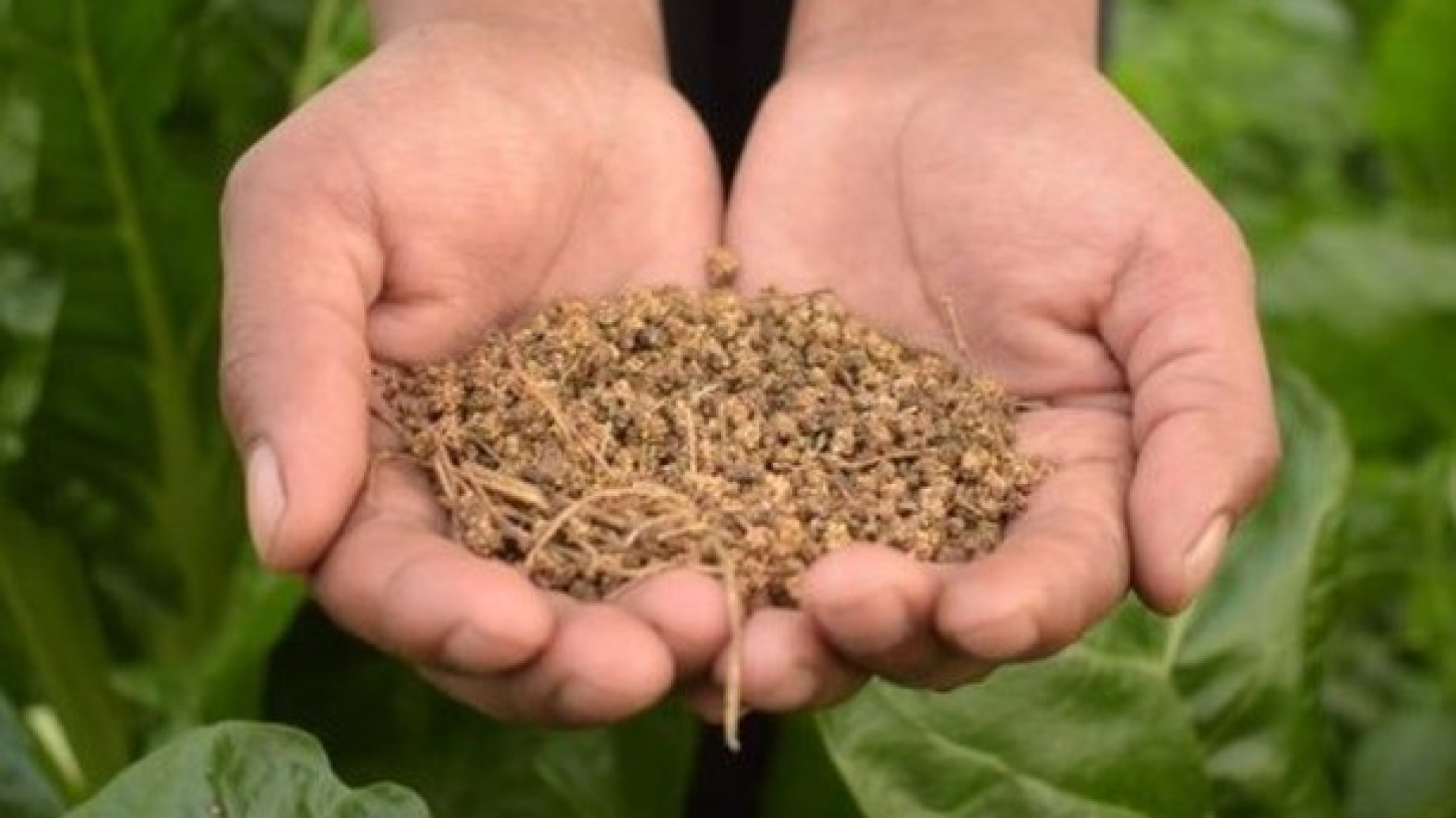 Agronegocio vs agroecología: ¿cuáles son las consecuencias del trigo genéticamente modificado?