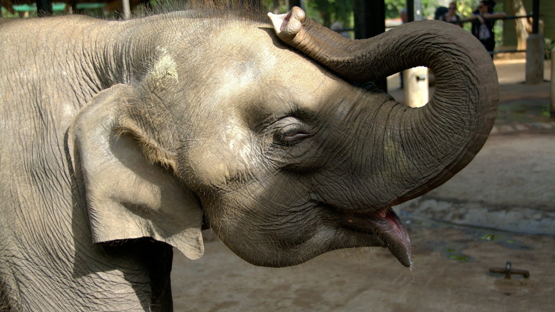 Francia pone fin a prácticas abusivas con los animales, como circos y reproducción en cautiverio