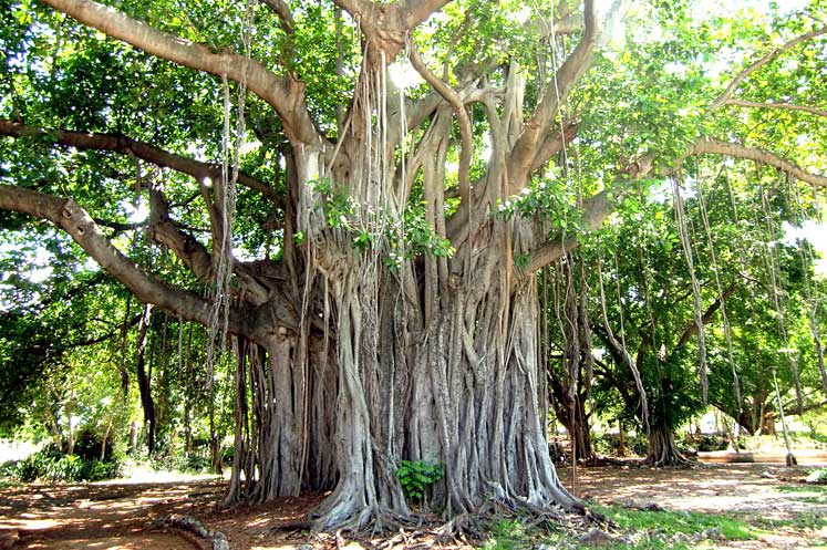 Uno a uno, éstos son los árboles y palmas emblemáticos de América - Carbono  News