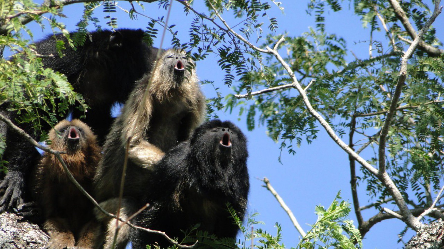 Corrientes bajo fuego: murió casi el 100% de los animales del Parque Provincial San Cayetano