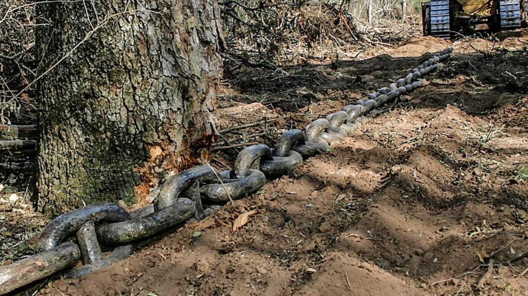 Insólito: la Justicia argentina determinó una medida "anticautelar" que habilita desmontes