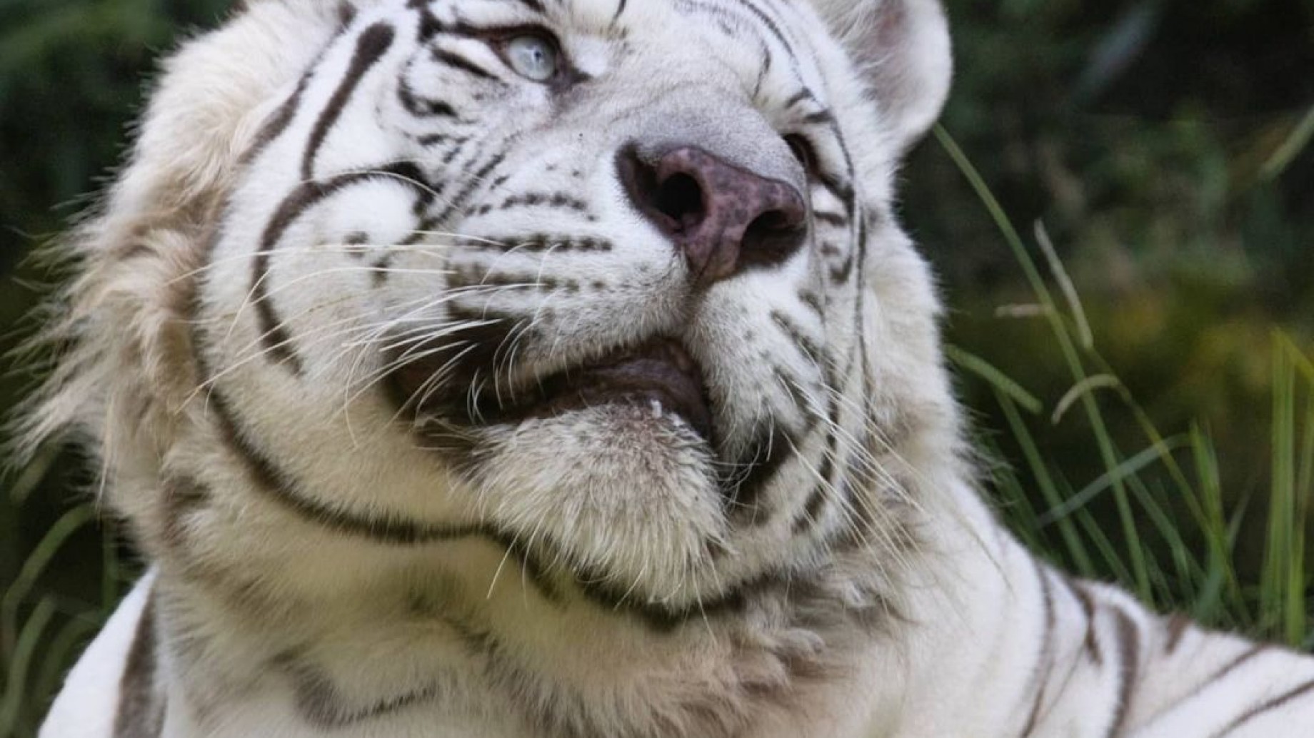 Ecoparque: Tigres blancos de bengala volverán a su hábitat natural