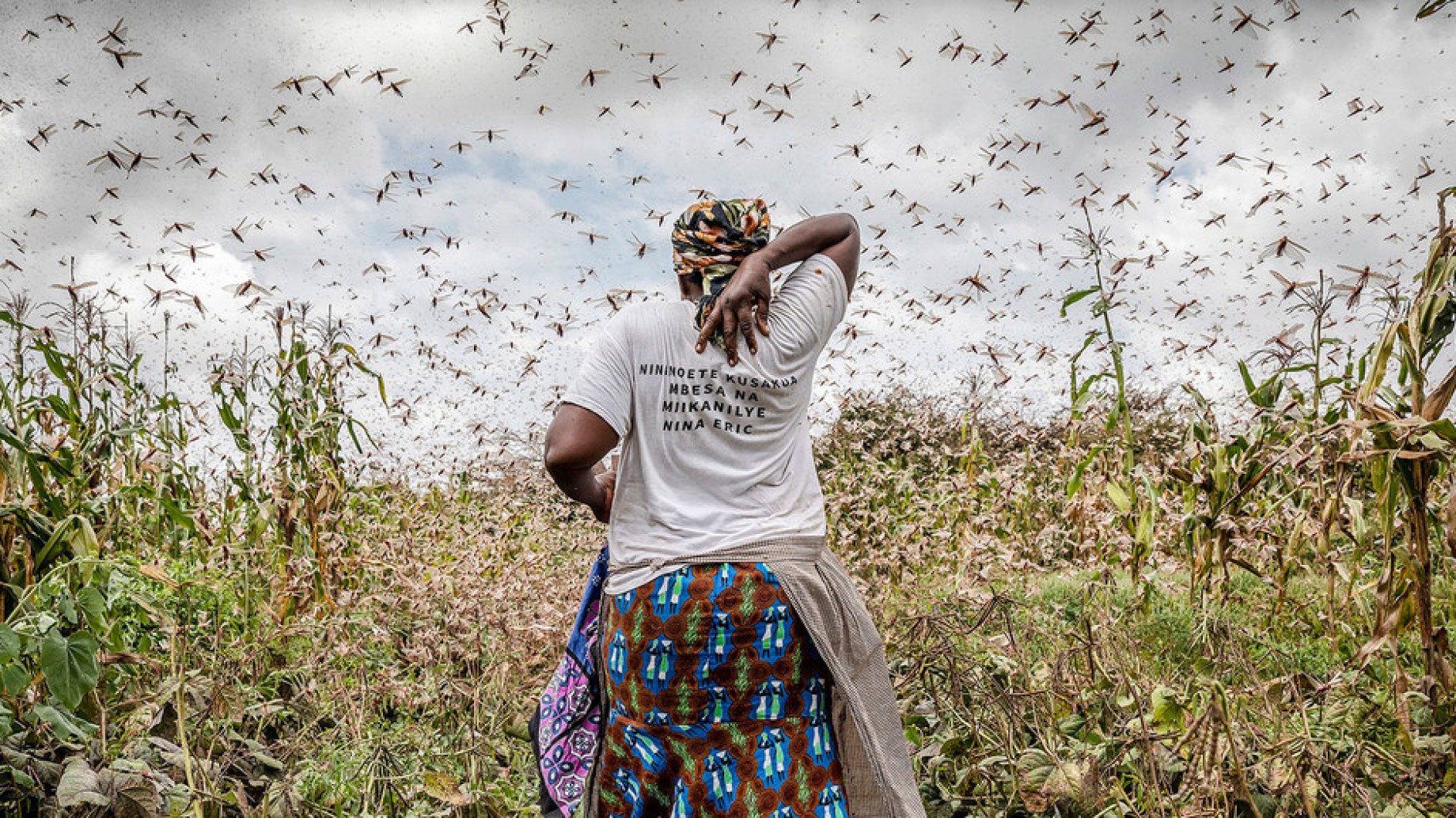 "Las langostas se comieron todo en cuatro días": la plaga que azota a Yemen