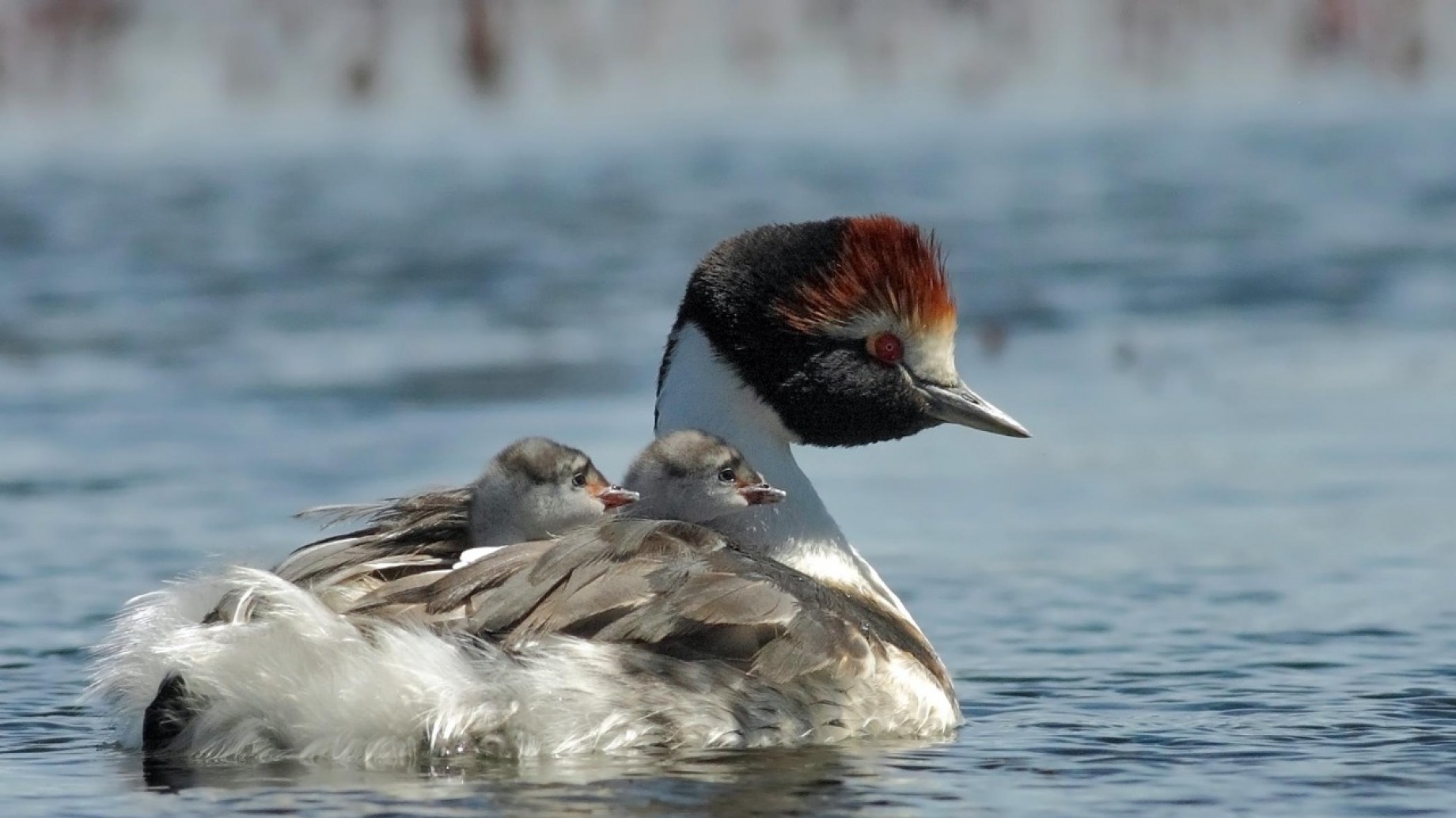 Aves Argentinas: la lucha por salvar al Macá Tobiano de las represas