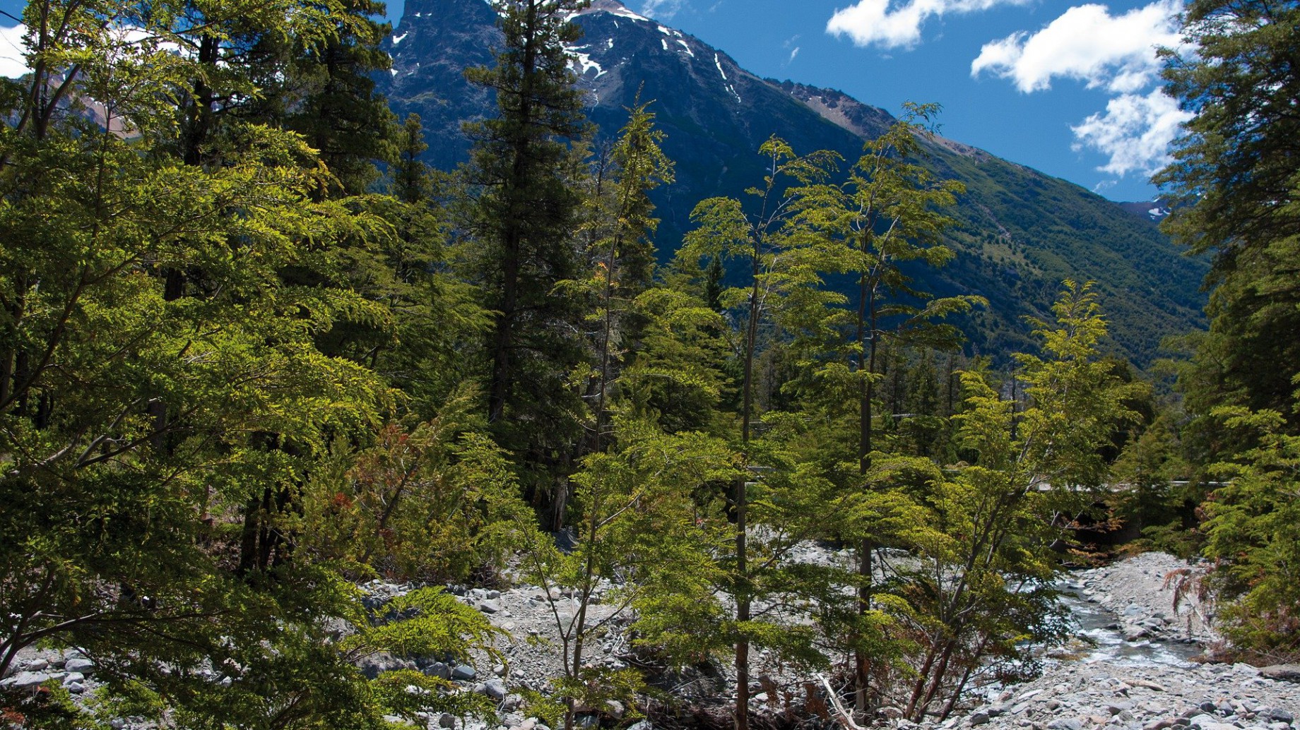 Por evitar emisiones, Argentina recibirá 82 millones de dólares para invertir en sus bosques