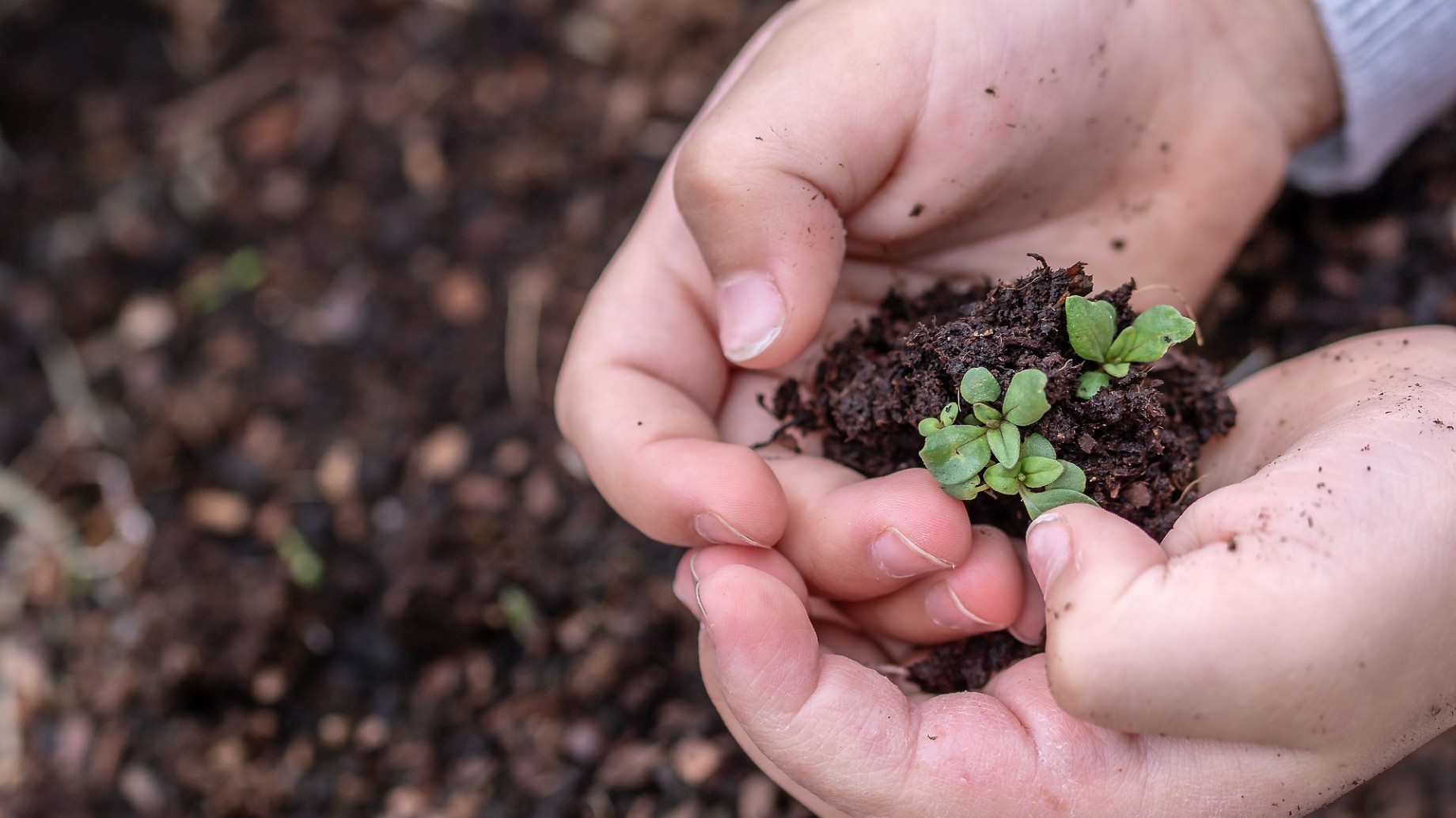 Dos de cada cinco plantas del mundo están en peligro de extinción