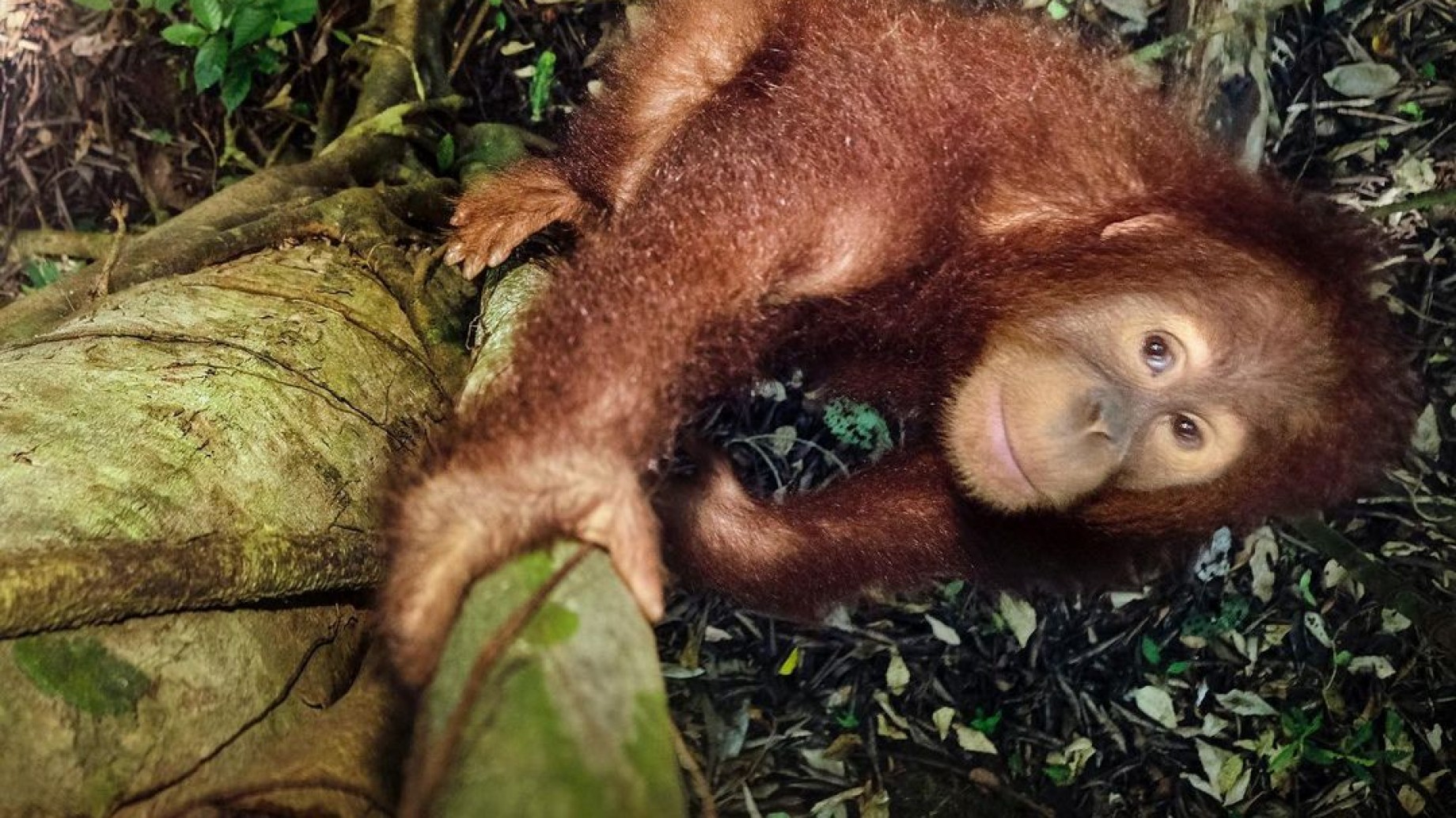 Nat Geo llegó a Disney+ y estos son sus mejores documentales