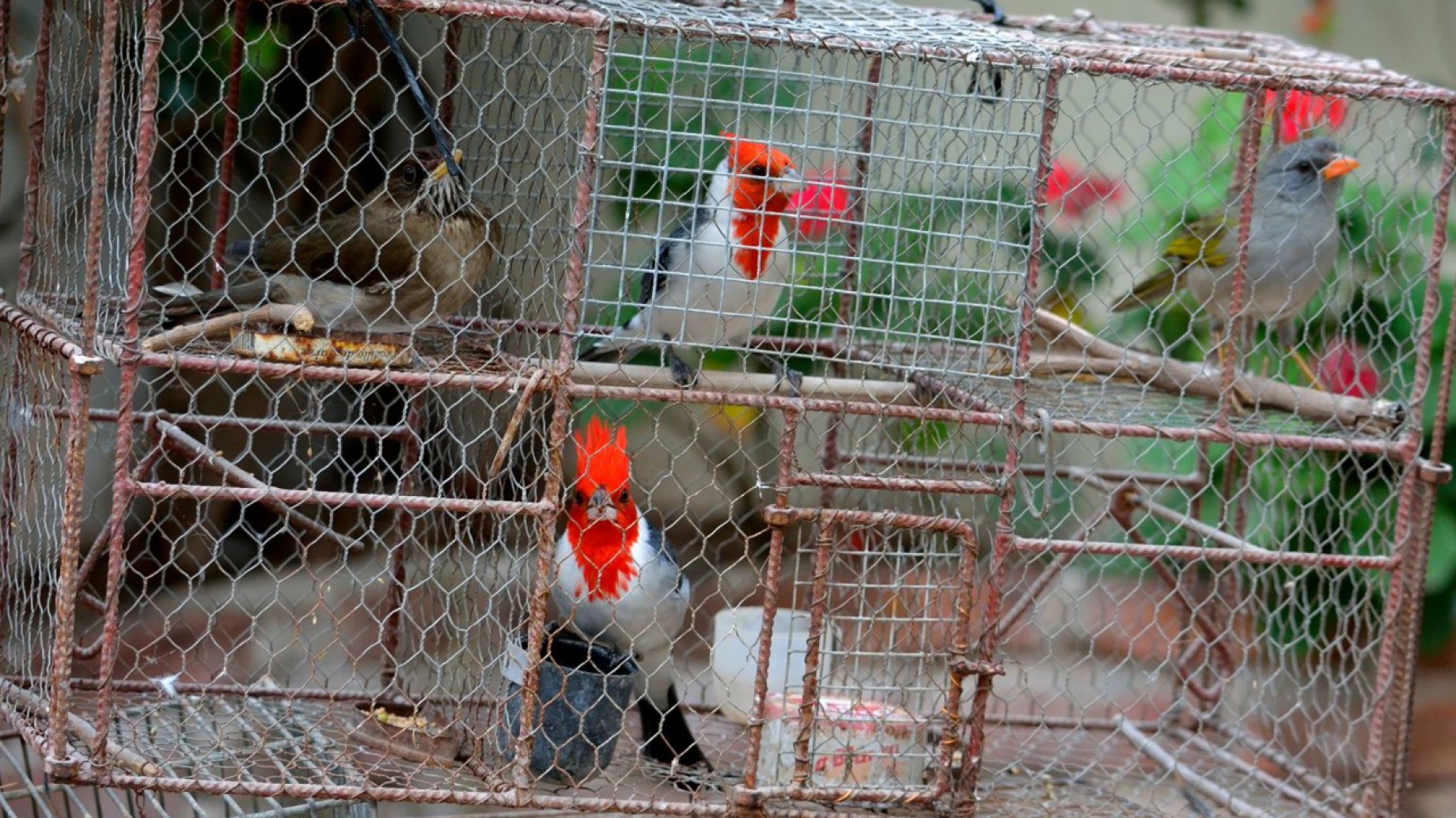 "Más Vale Volando": un festival por las aves libres y el fin del tráfico animal