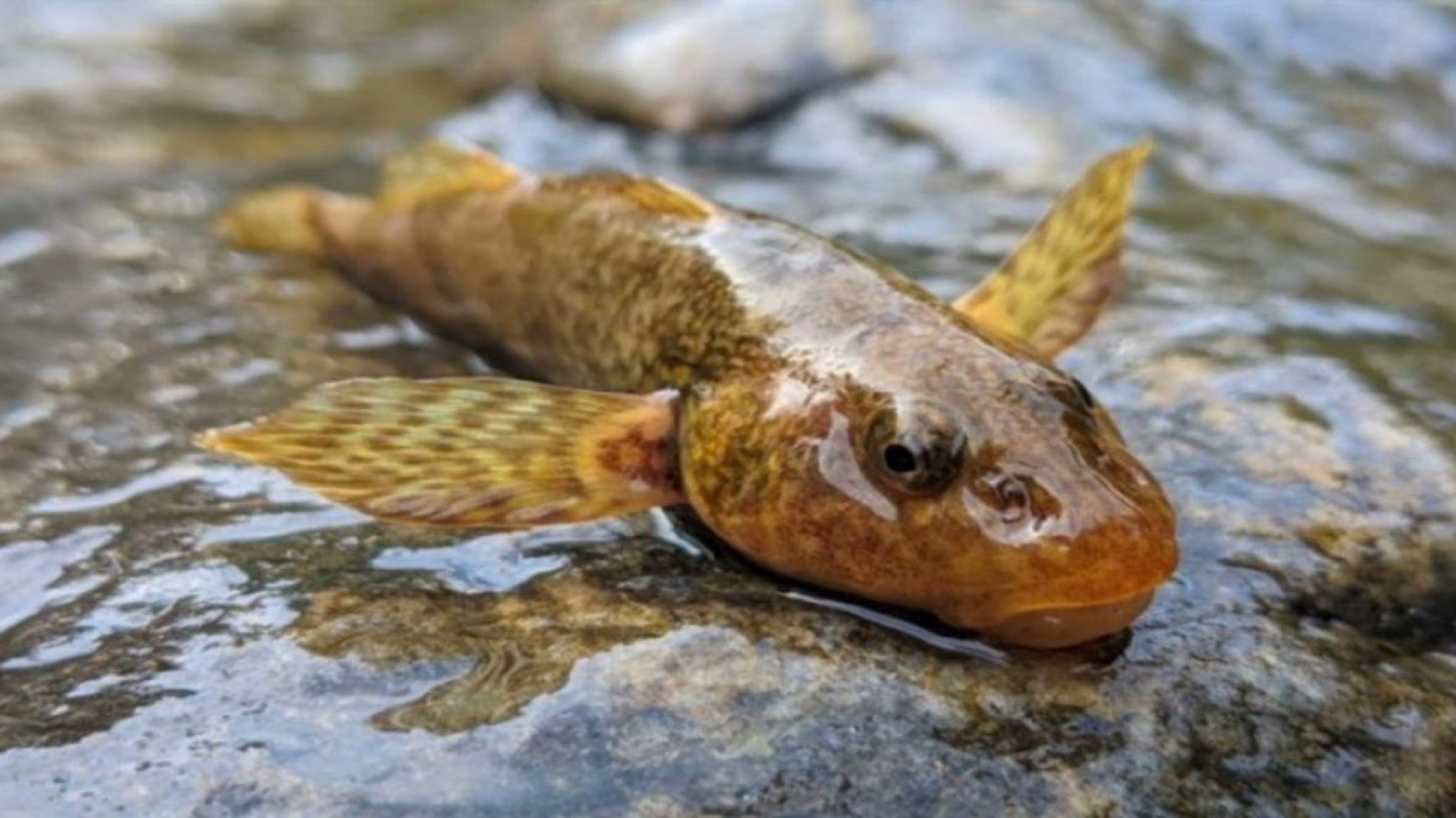 En Rumania buscan salvar a un pez que vivió con los dinosaurios