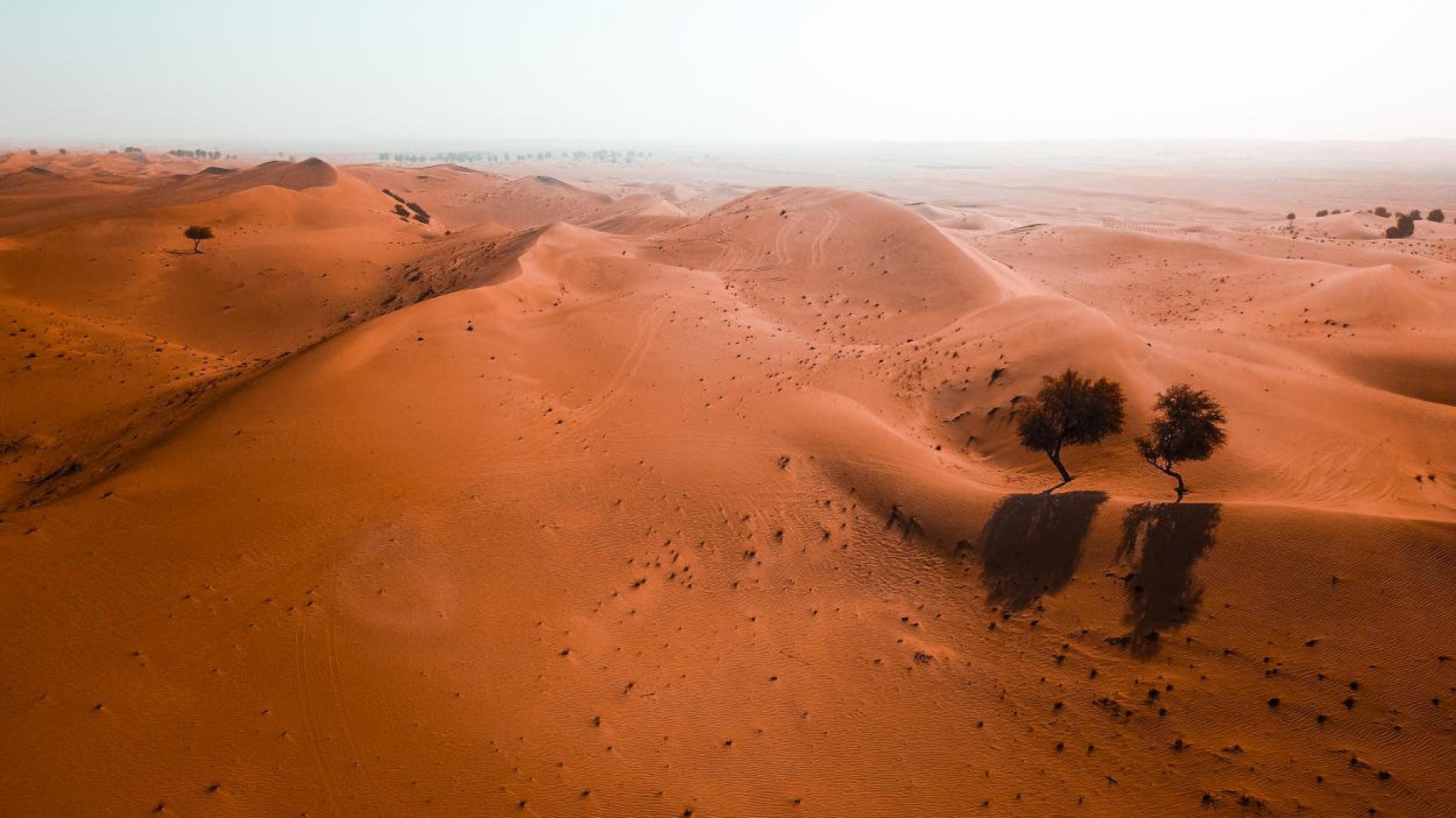 Descubren que el desierto de Sahara está lleno de árboles "solitarios"