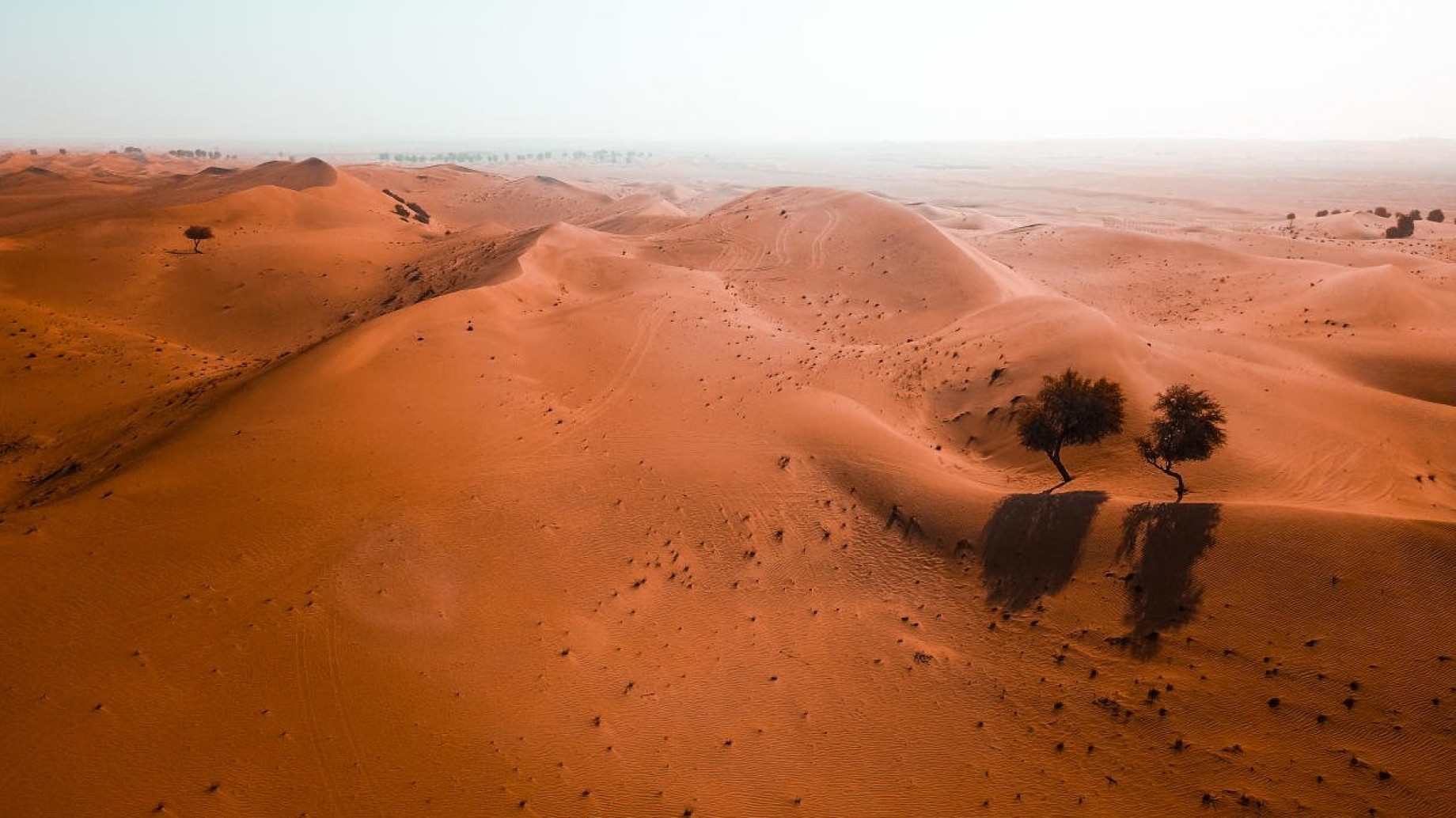 Descubren que el desierto de Sahara está lleno de árboles "solitarios"