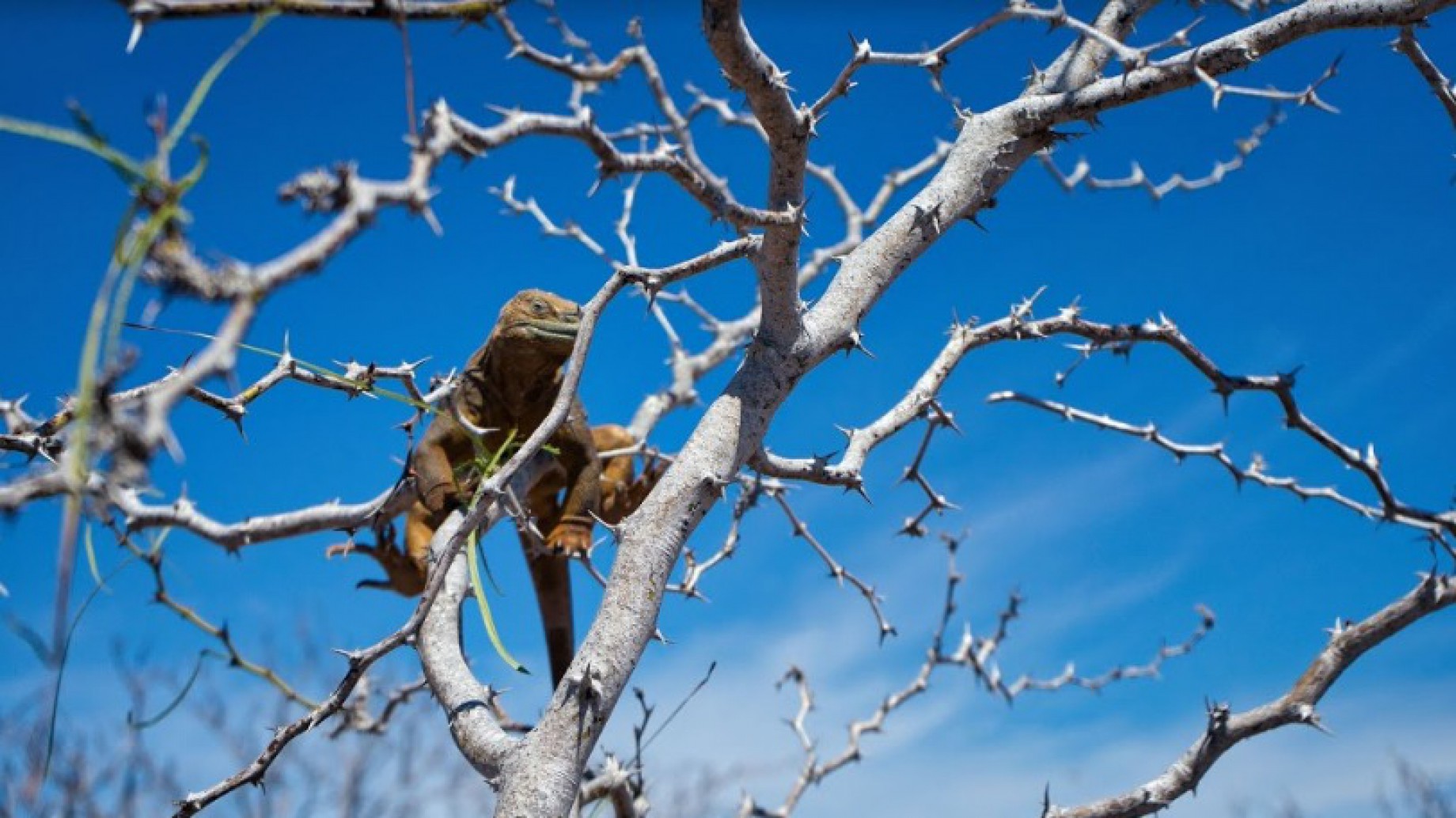Más de 2000 iguanas reinsertadas ya viven en el Parque Nacional Galápagos
