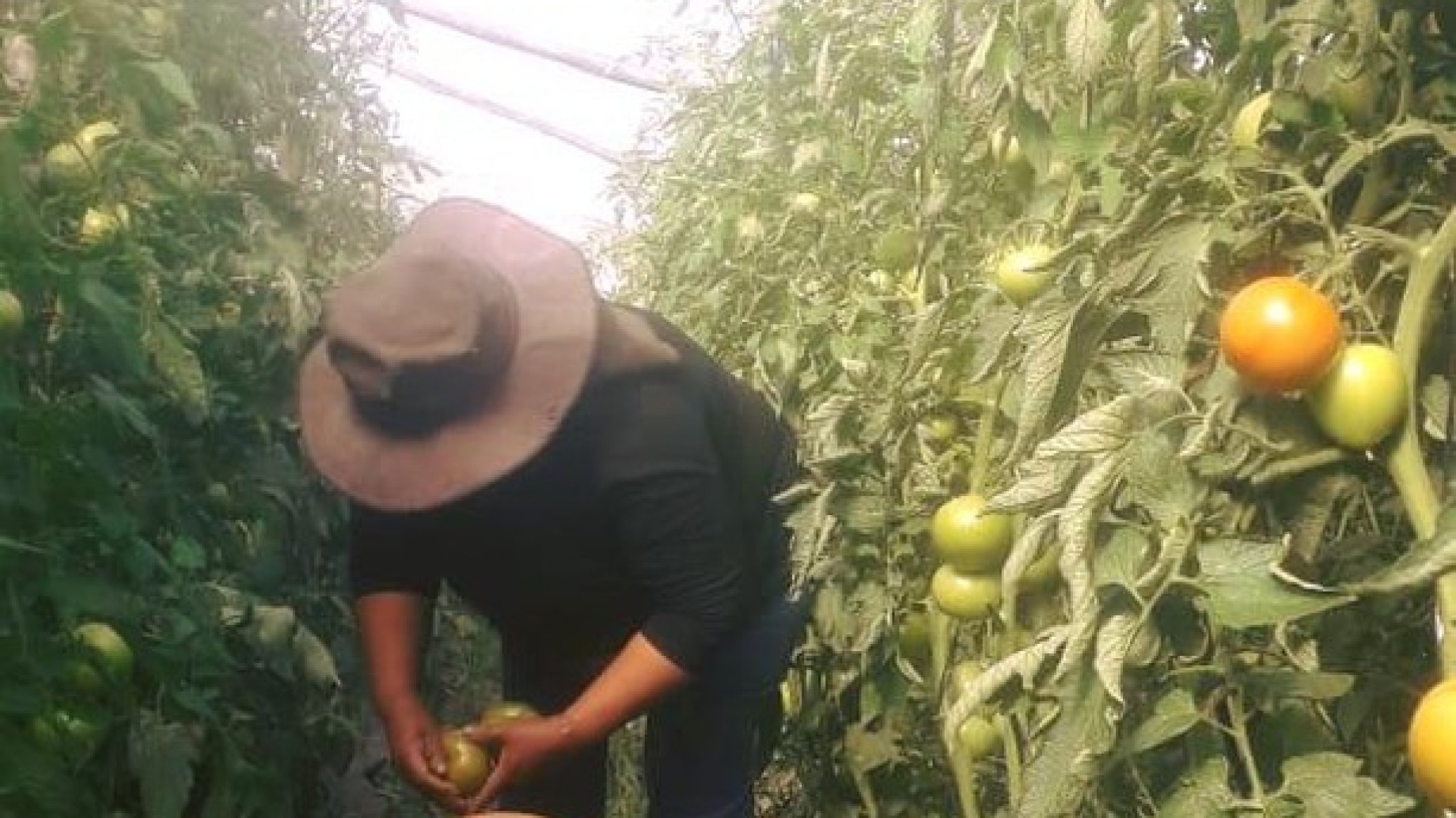 FAO: poner el foco no solo en la alimentación, sino en la nutrición mundial