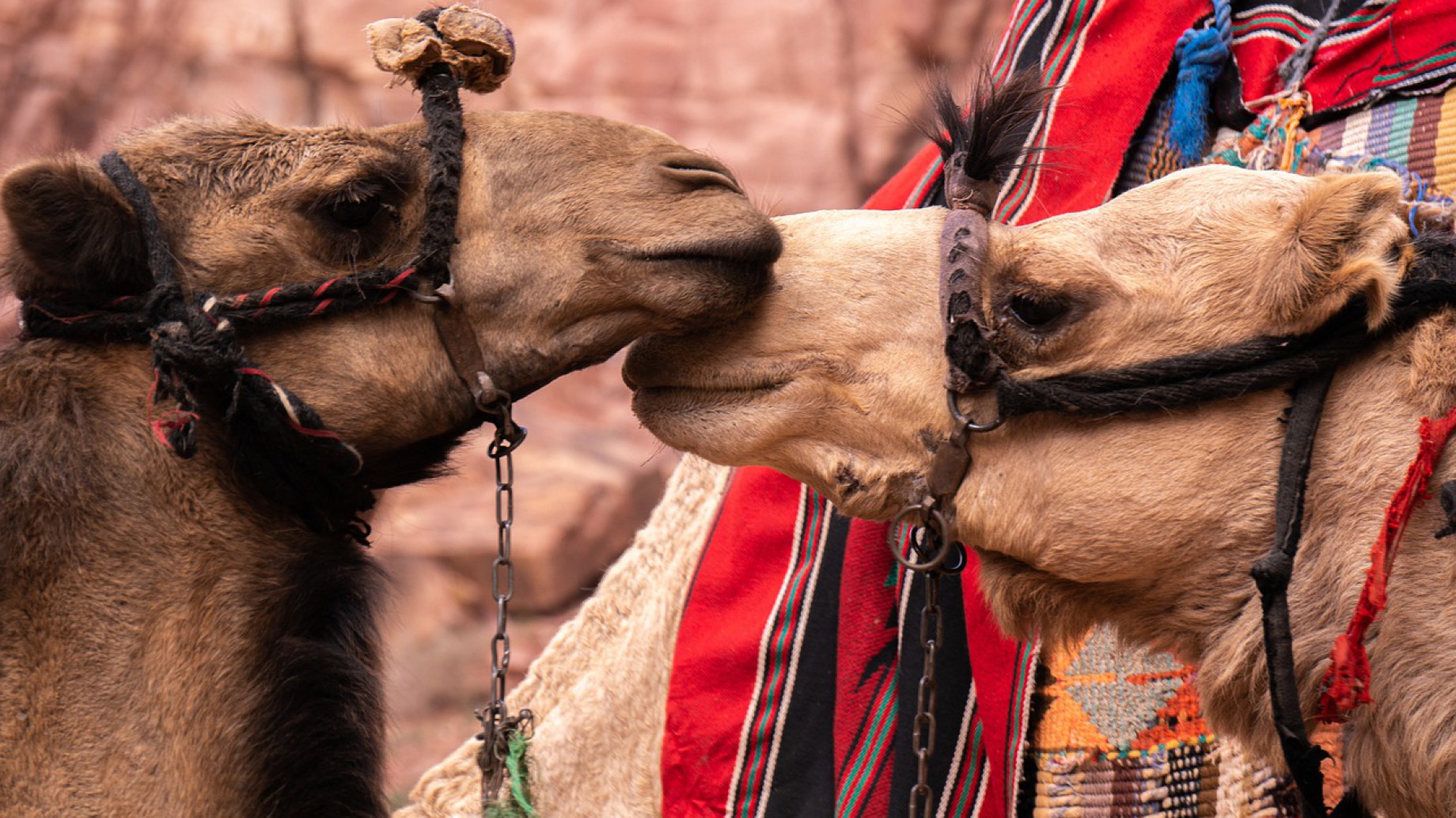 Miles de camellos mueren en el Golfo Arábigo por comer plástico