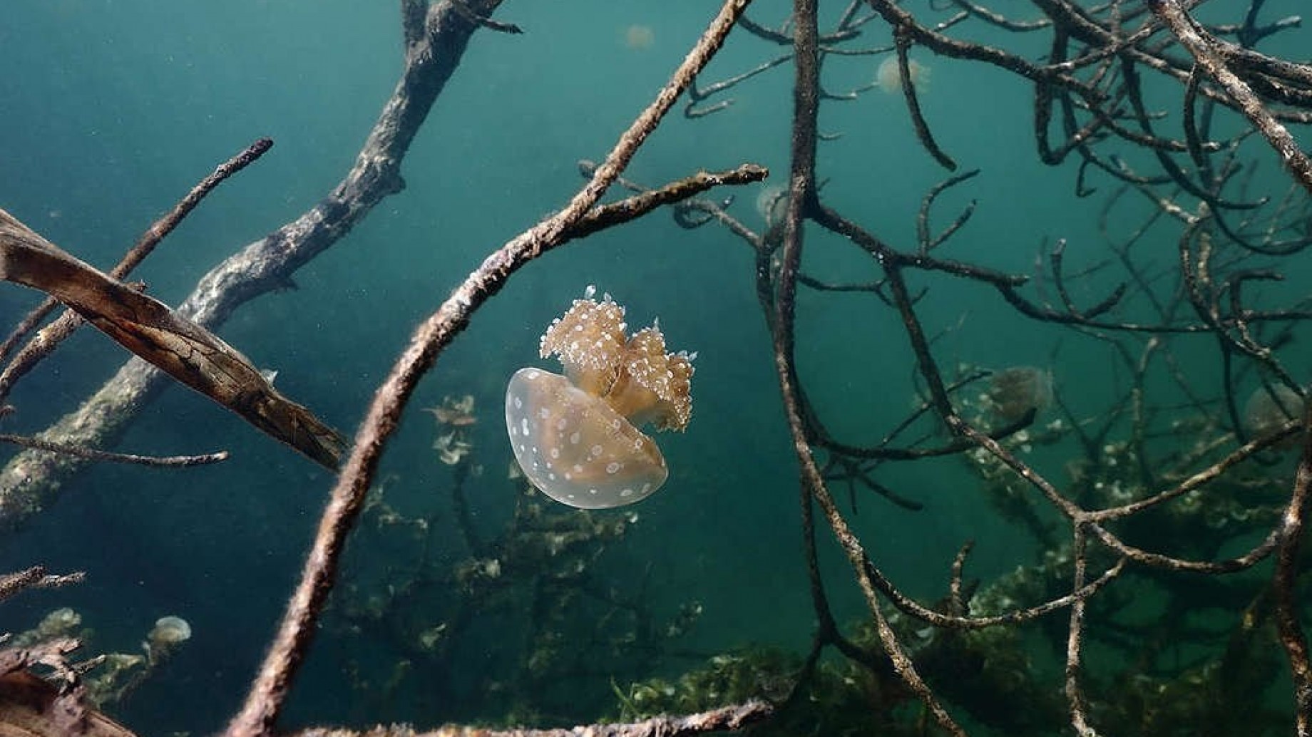 La mejores fotos de lucha activista en el mundo en 2020, según Greenpeace