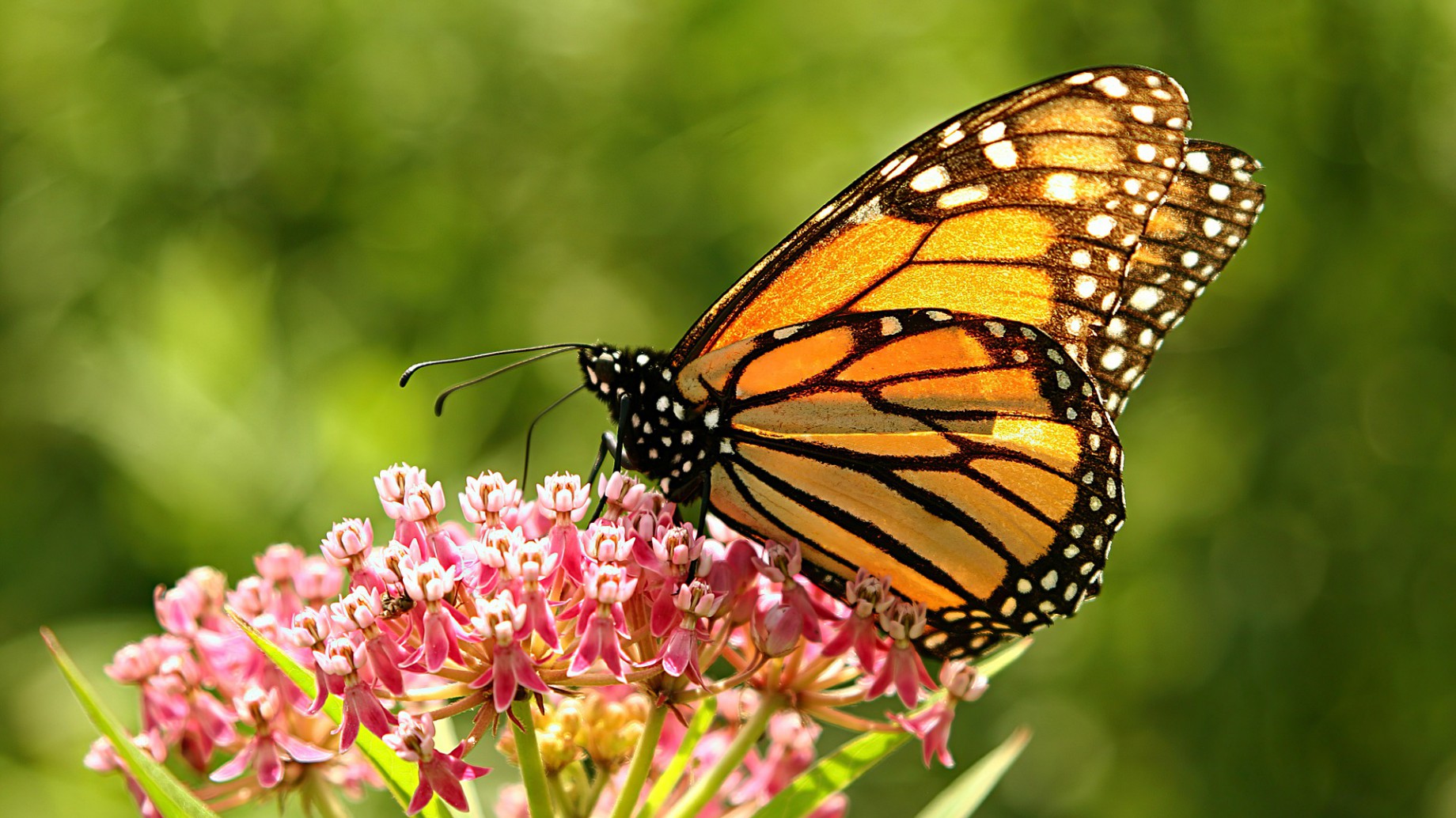 Cómo es la mariposa monarca y por qué hay que protegerla