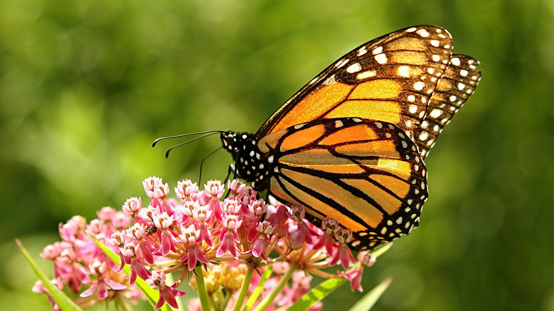 Cómo es la mariposa monarca y por qué hay que protegerla