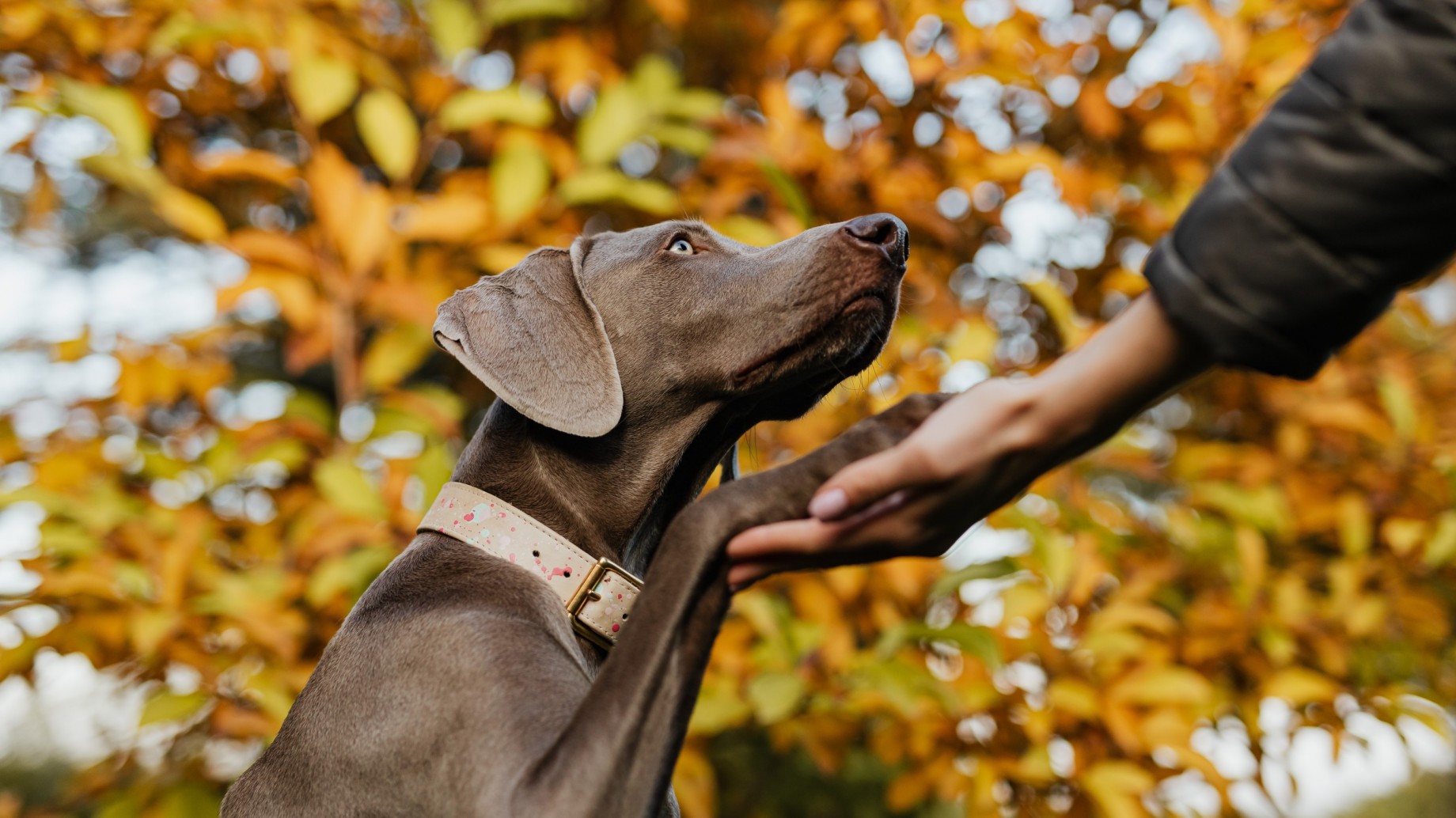 Neuquén: avanza la creación de un registro de maltratadores de animales