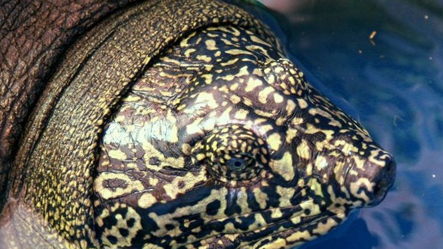 La tortuga más rara del mundo tiene una chance para salvarse de la extinción