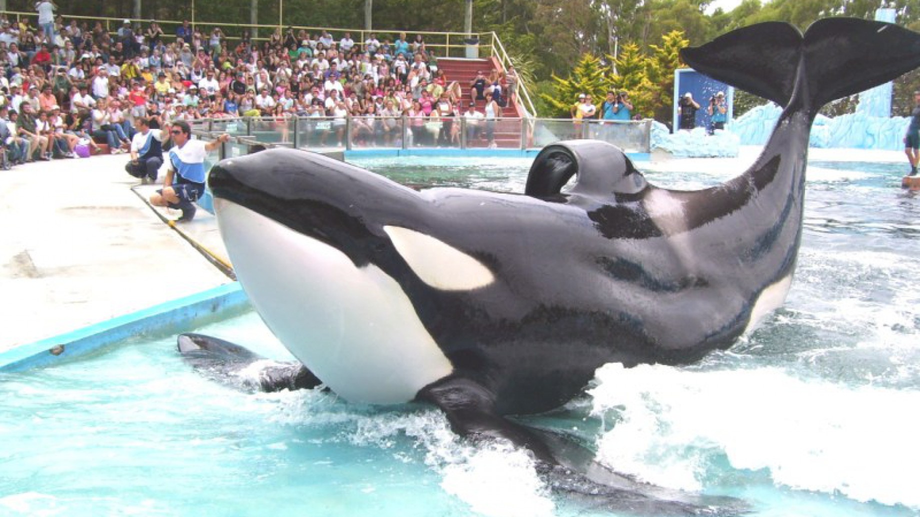 Piden liberar de Mundo Marino a la única orca en cautiverio que queda en Sudamérica