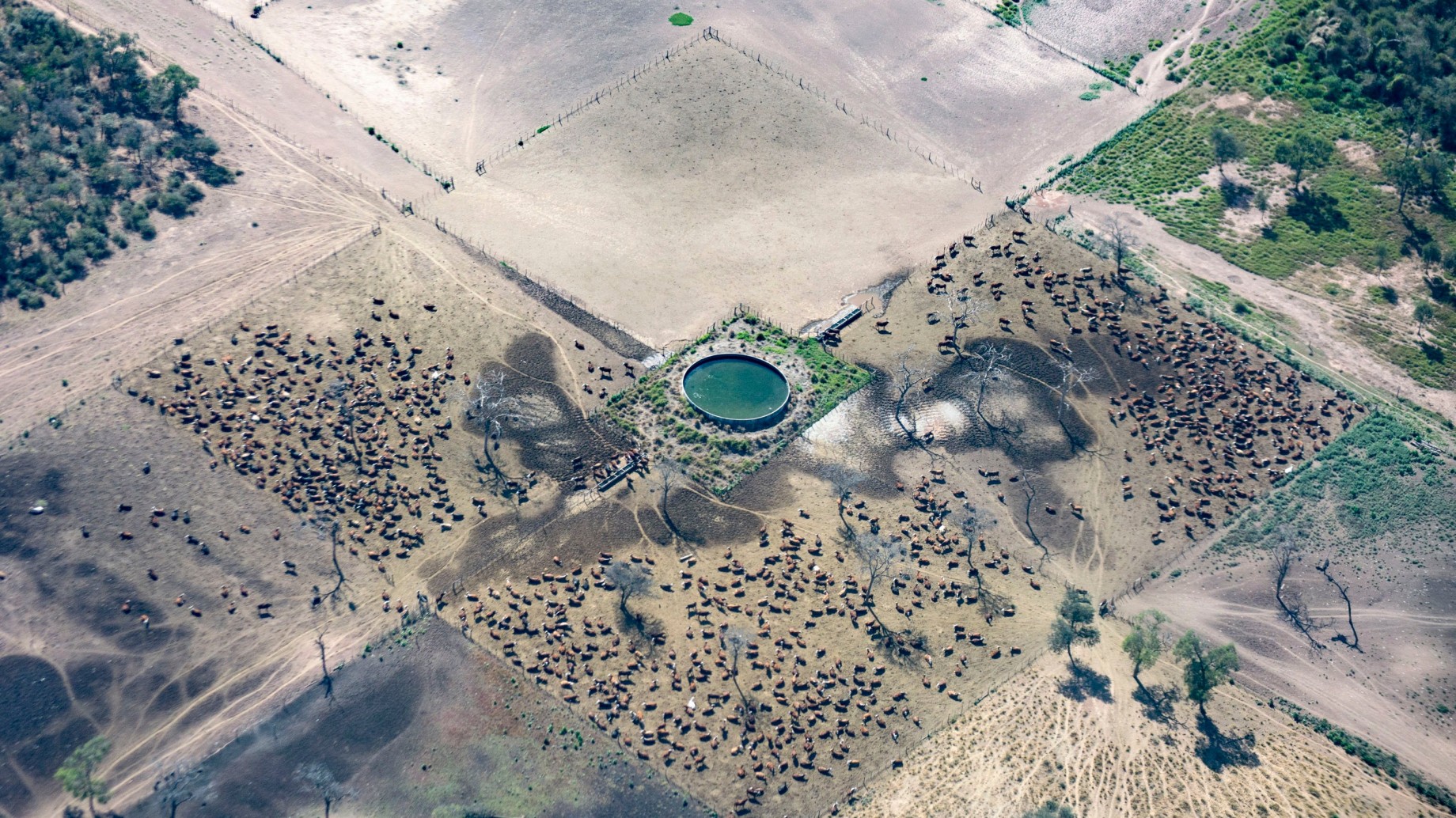 Cuáles son las empresas que buscan deforestar 28.000 hectáreas en Salta