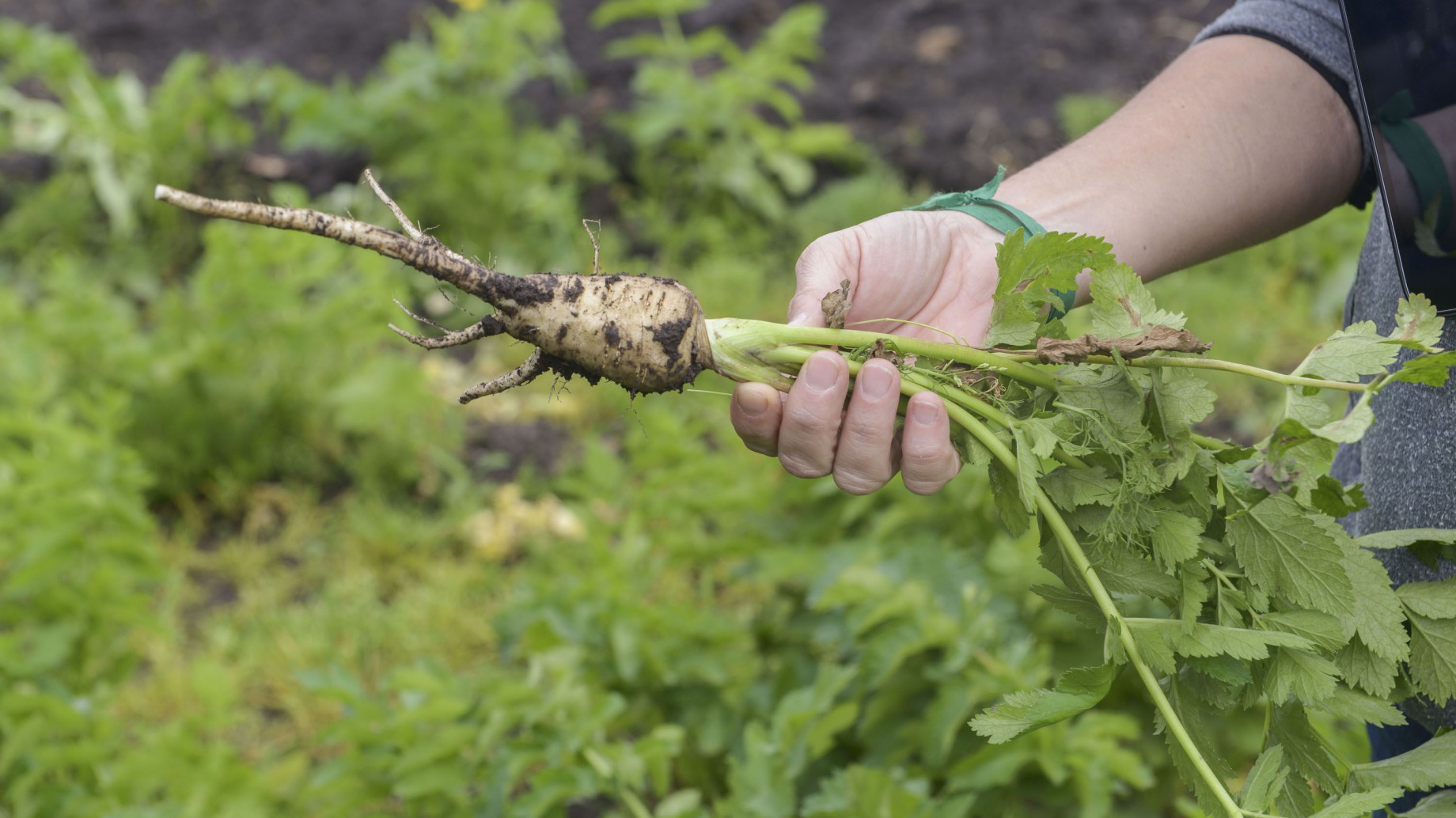 Argentina: la producción orgánica toma impulso con un plan nacional