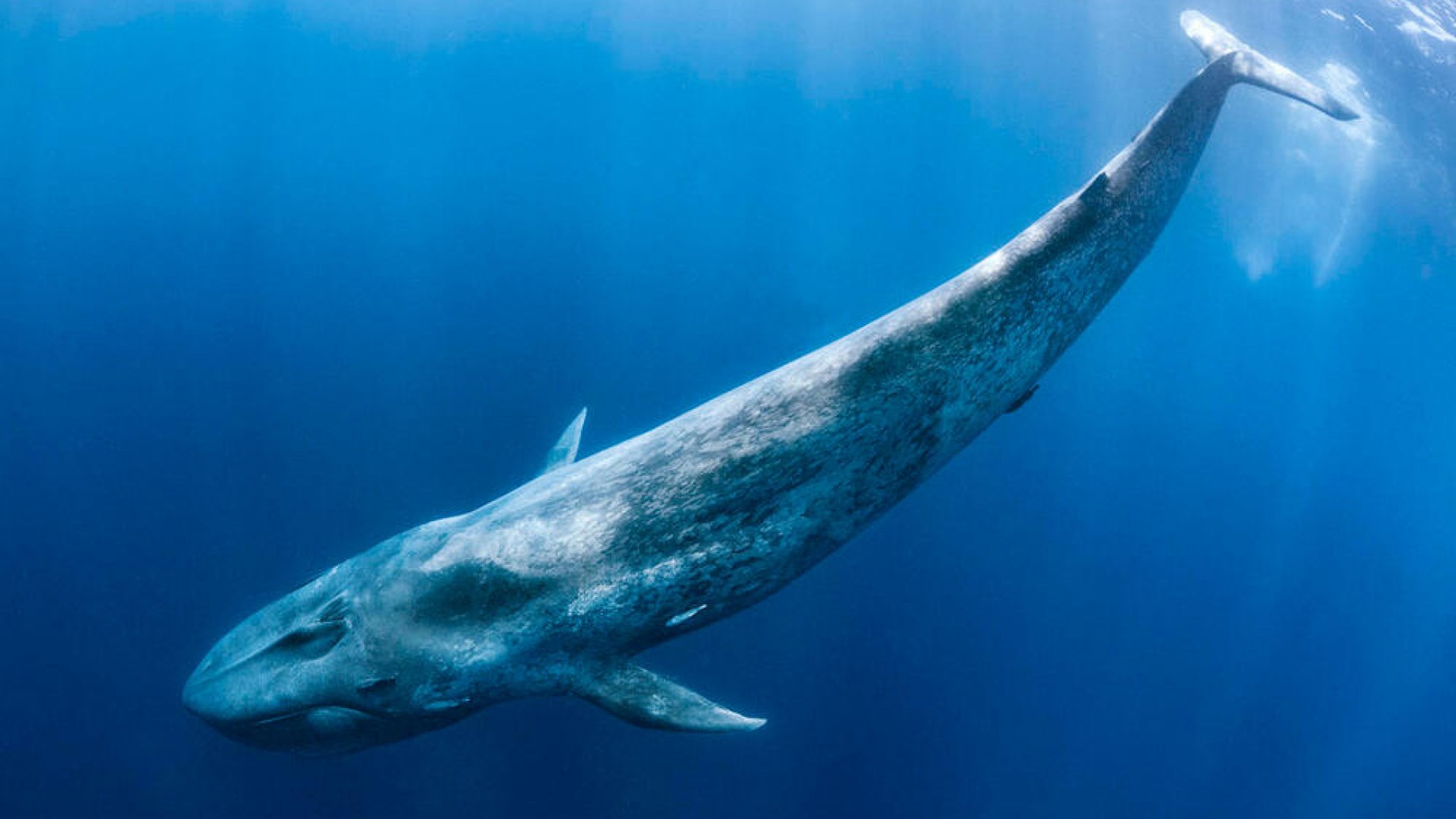 En Chile, la ballena azul está en peligro por la salmonicultura