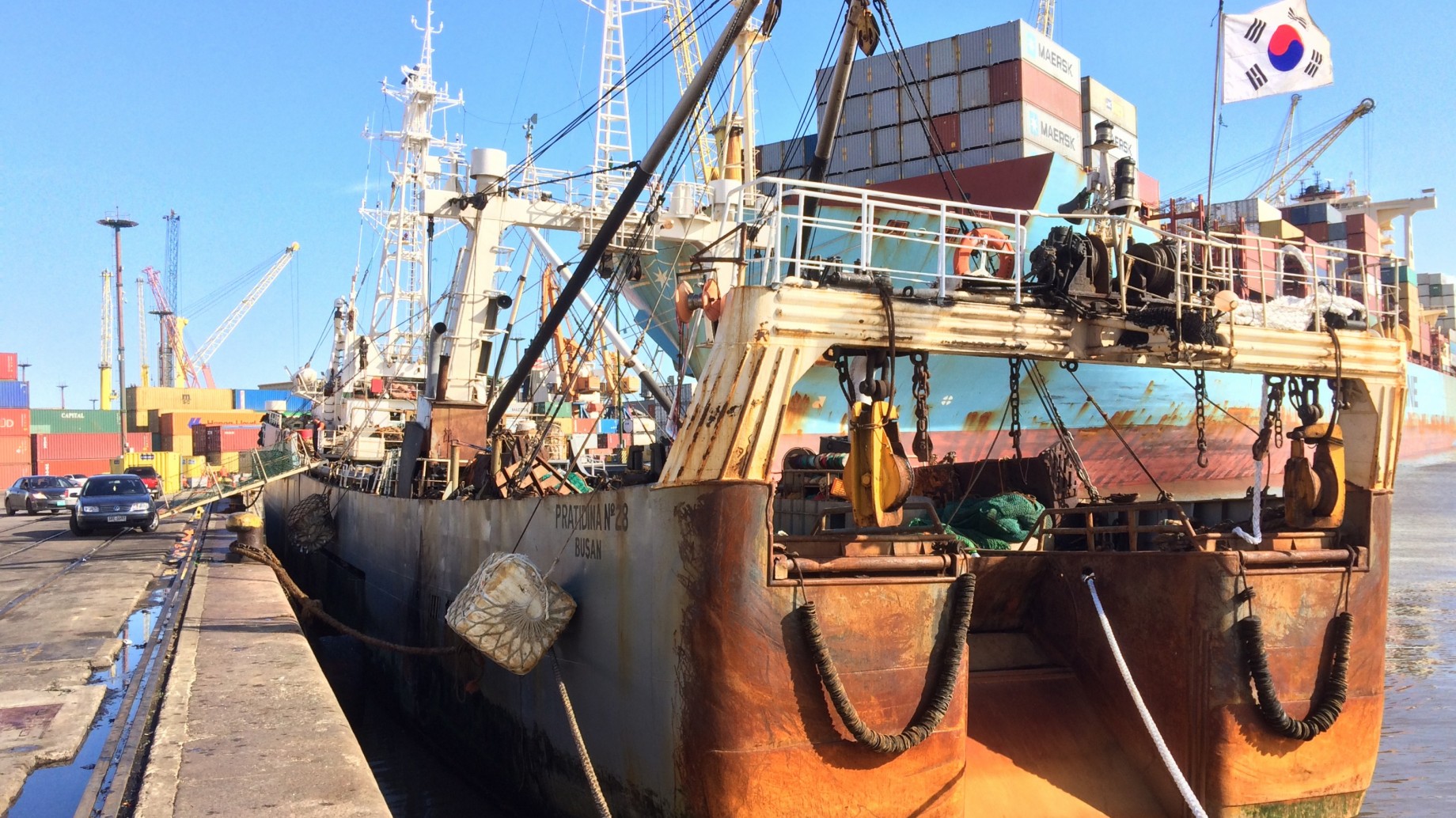 Pesca ilegal: los mitos y las modas "de élite" detrás del tráfico de órganos de animales marinos