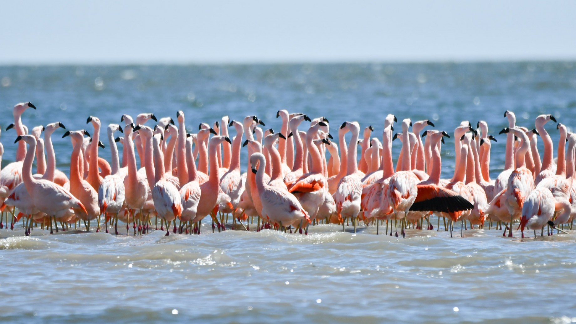 La laguna Mar Chiquita, refugio de biodiversidad, espera la llegada del Parque Nacional Ansenuza