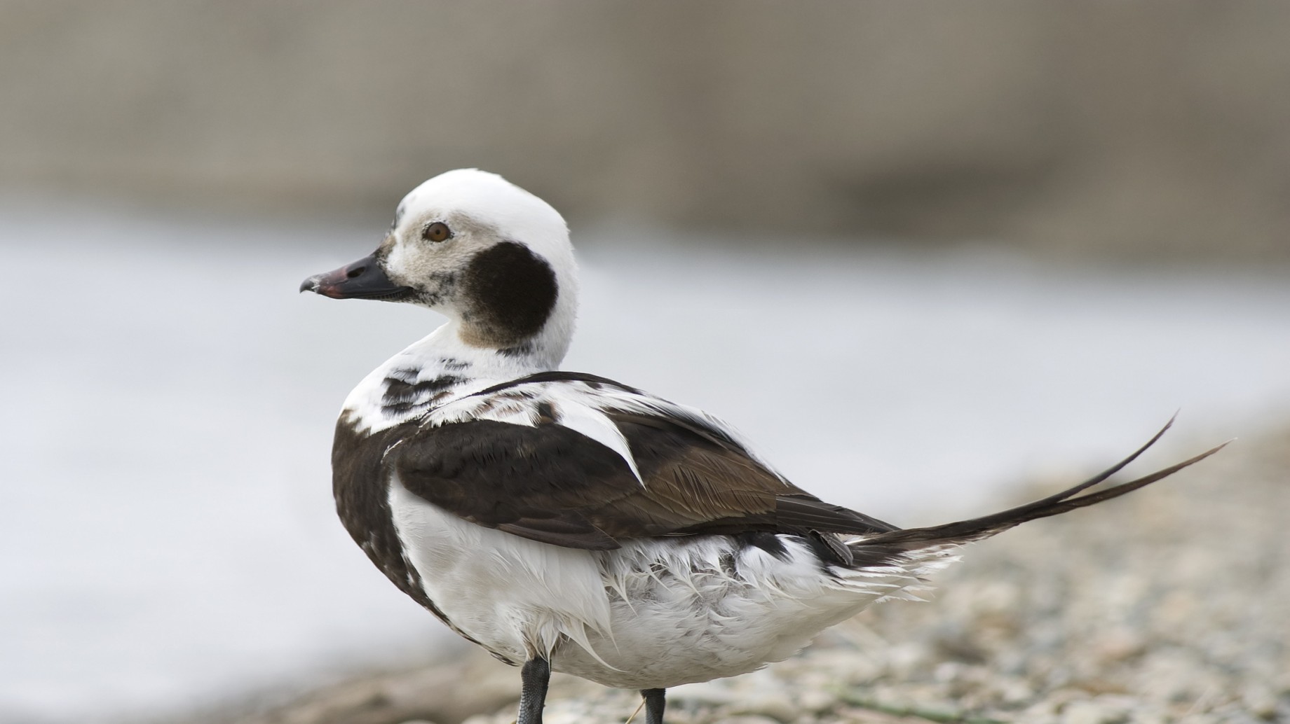Wall-E: un "espantapájaros flotante" para impedir que las aves marinas queden atrapadas en redes de pesca