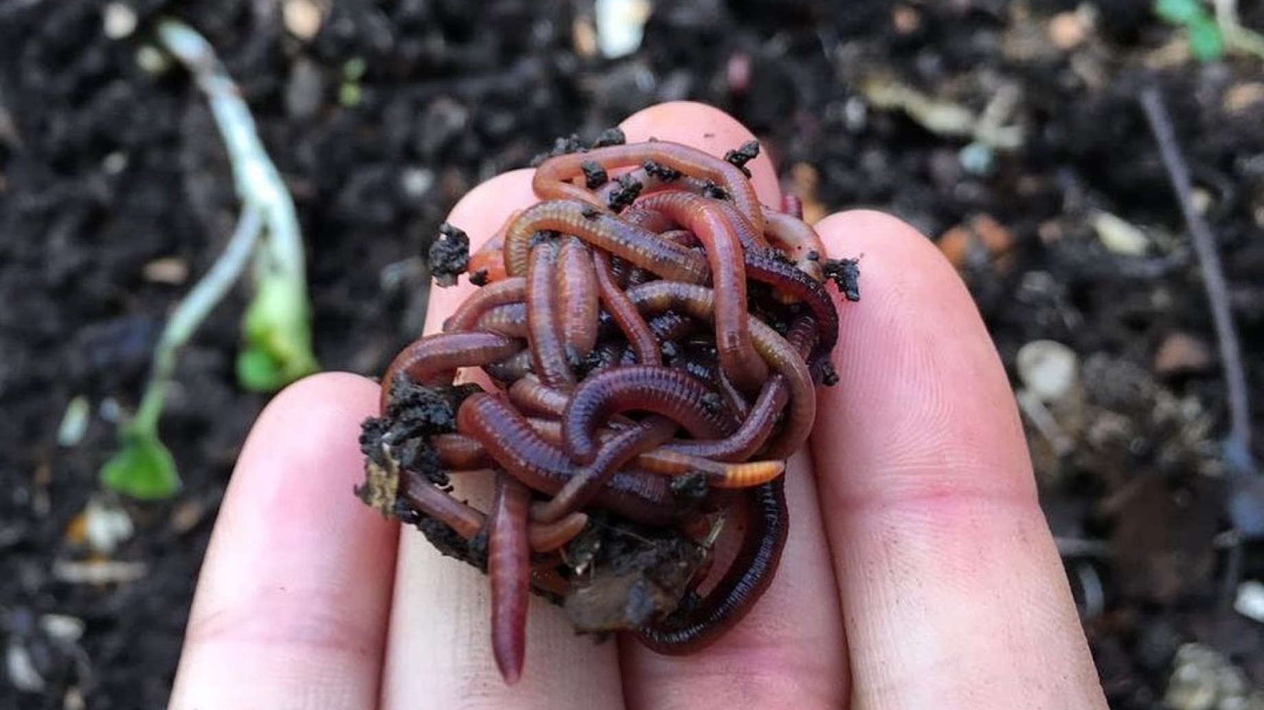 Los agroquímicos también son peligrosos para los organismos vitales del suelo: su población disminuyó en las últimas décadas