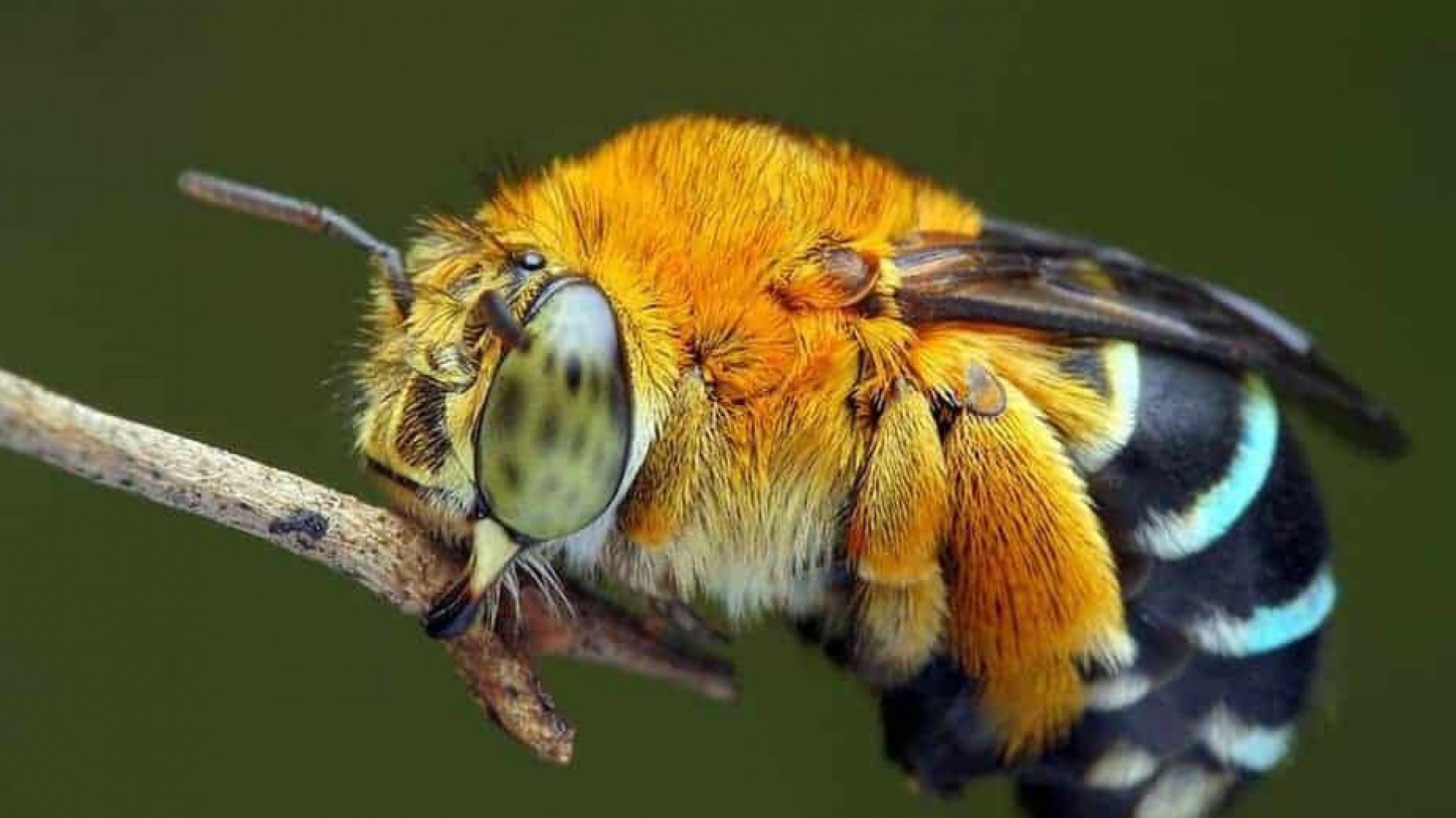 ¡Sorpresa! Siete animales que se creían extintos y reaparecieron