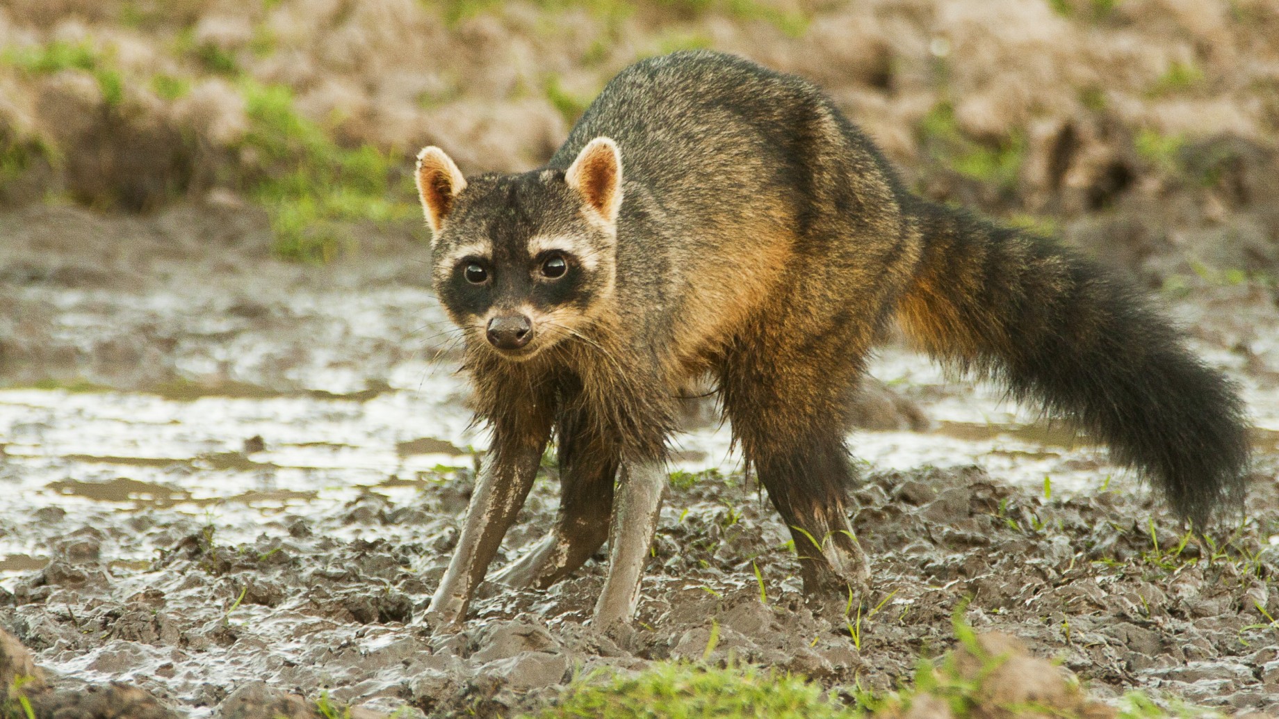 Piedra libre al Osito lavador, parte de la fauna del futuro Parque Nacional Ansenuza
