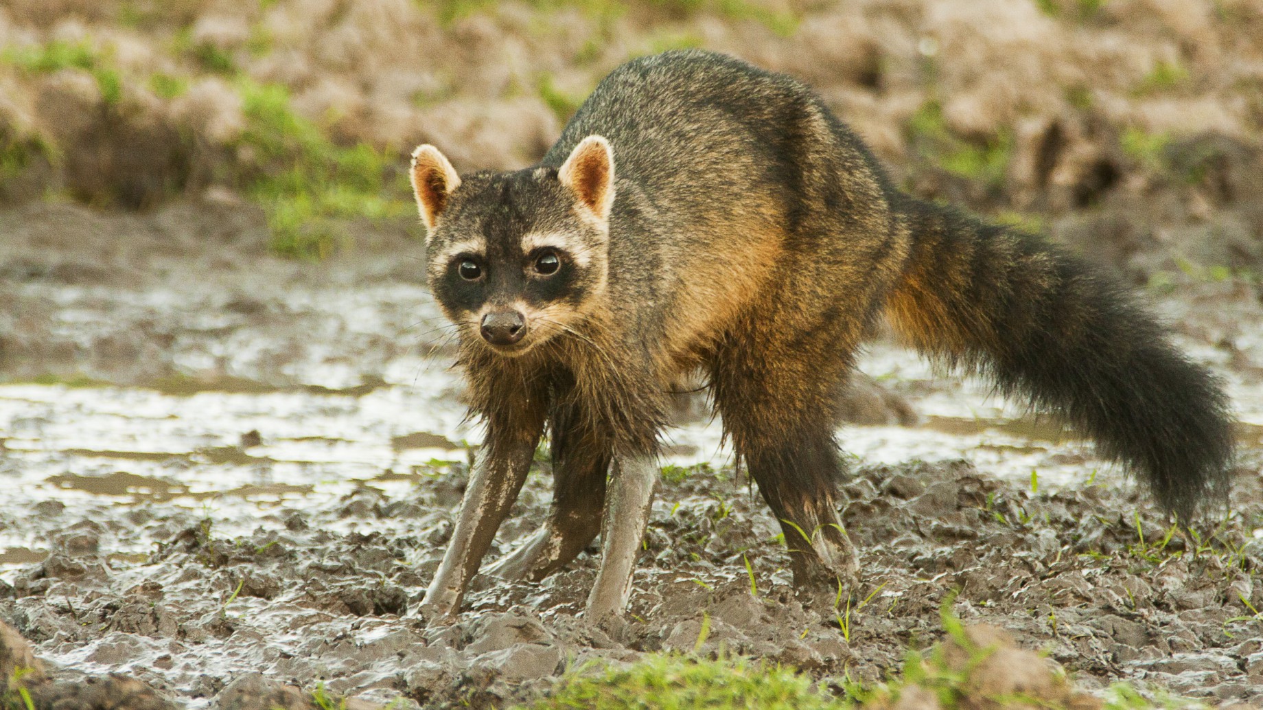 Piedra libre al Osito lavador, parte de la fauna del futuro Parque Nacional Ansenuza