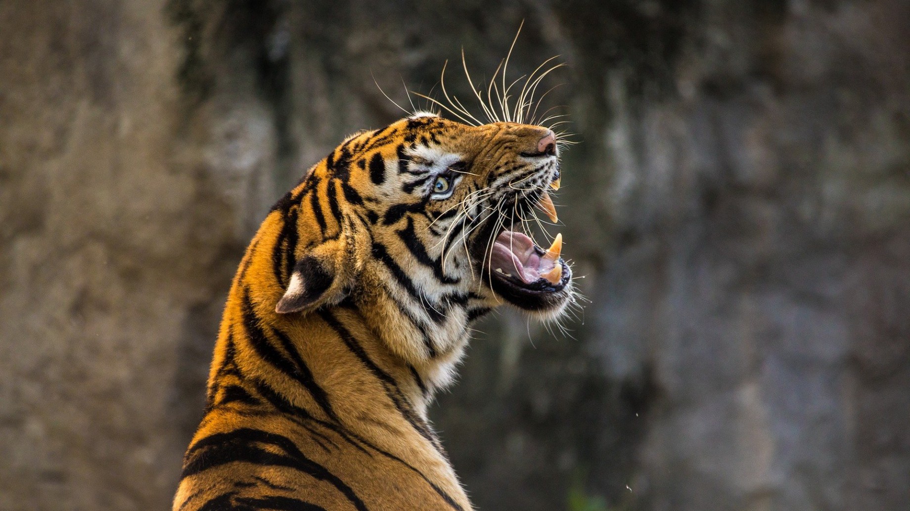 En el mundo hay más tigres en cautiverio que libres y piden una ley que los proteja