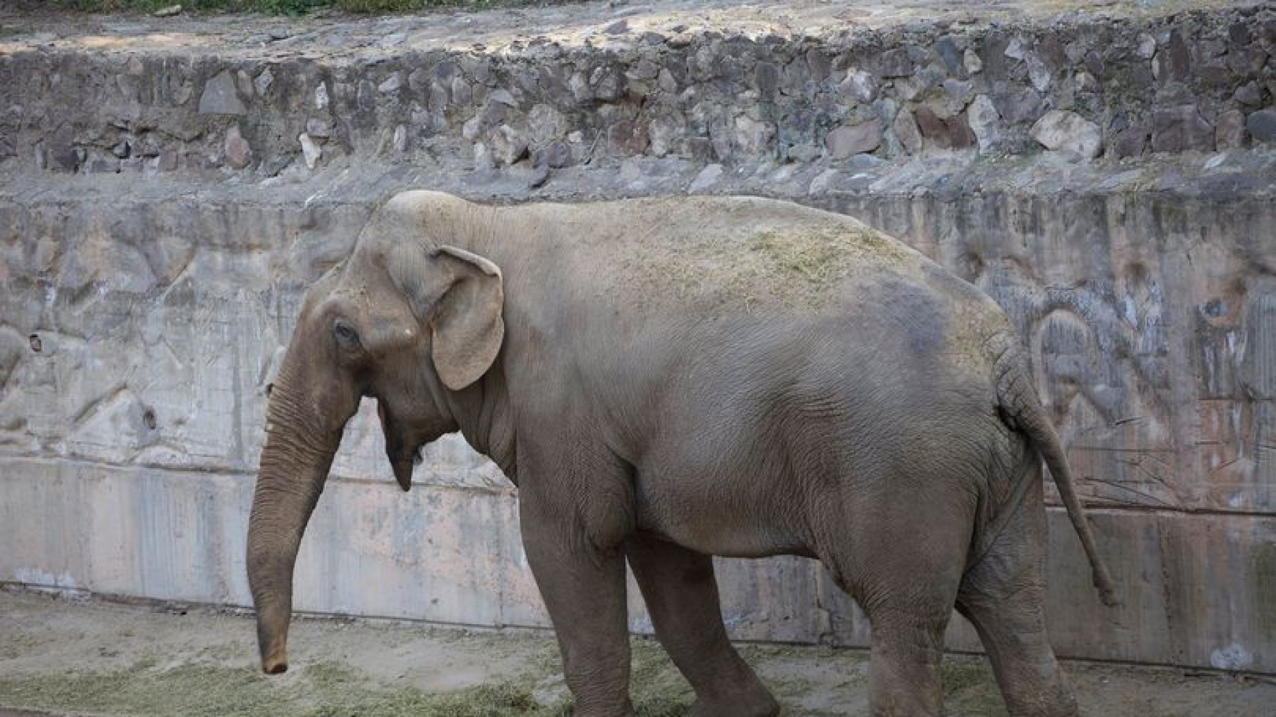 Tamy, el elefante "mendocino" al que Santiago Maratea quiere ayudar a llegar a un santuario en Brasil